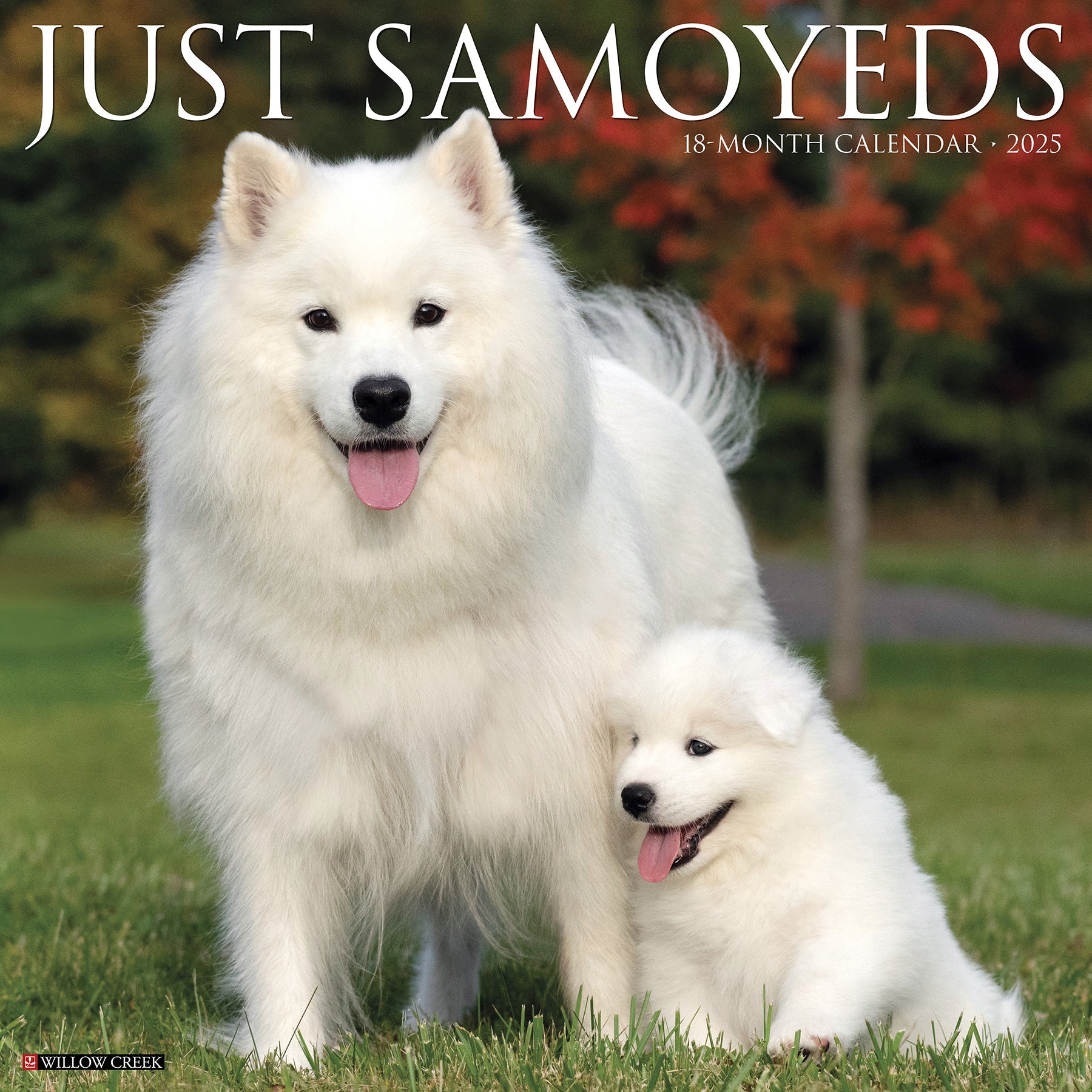 2025 Samoyeds - Square Wall Calendar