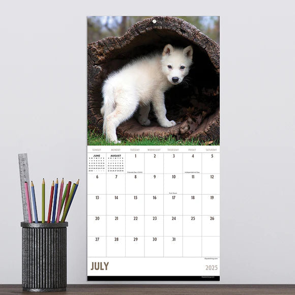 2025 Wolves - Mini Wall Calendar