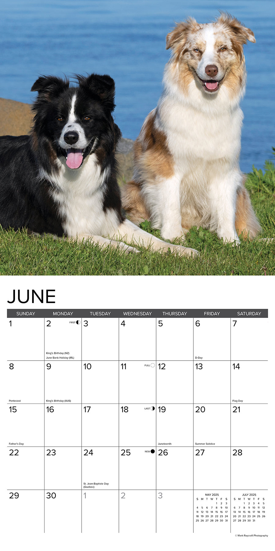 2025 Australian Shepherds - Square Wall Calendar