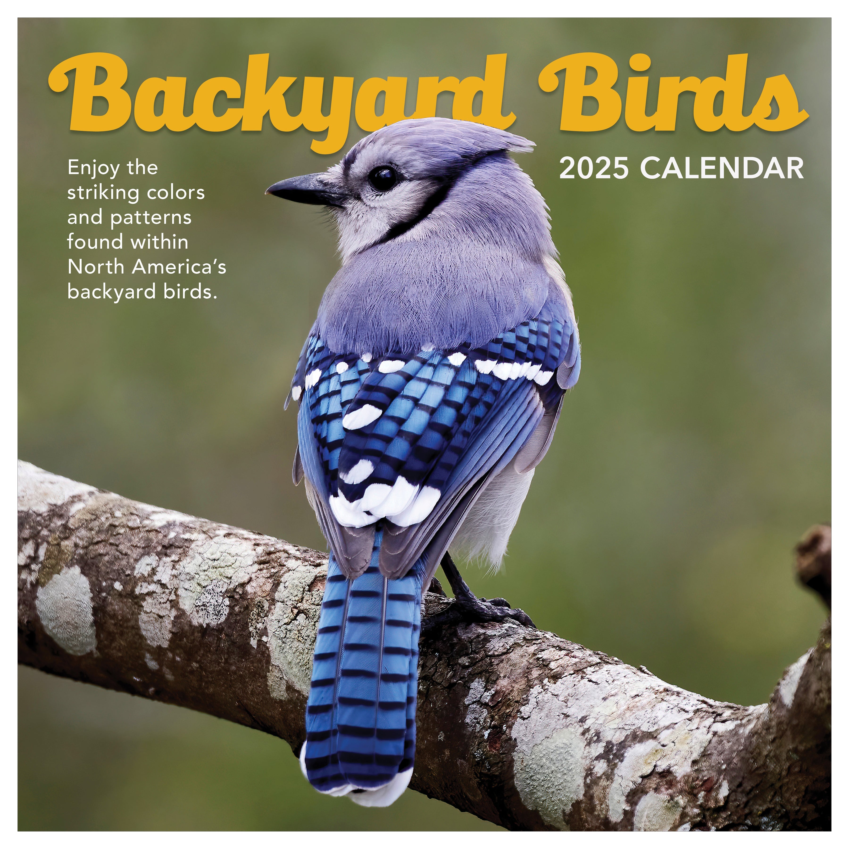 2025 Backyard Birds - Square Wall Calendar