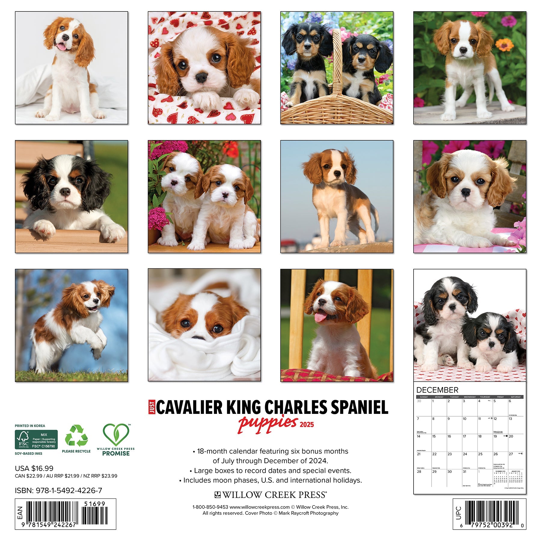 2025 Cavalier King Charles Spaniel Puppies - Square Wall Calendar