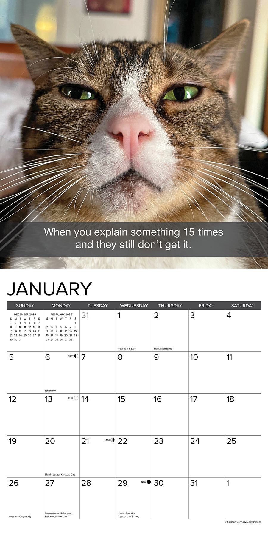 2025 Snapcats - Square Wall Calendar