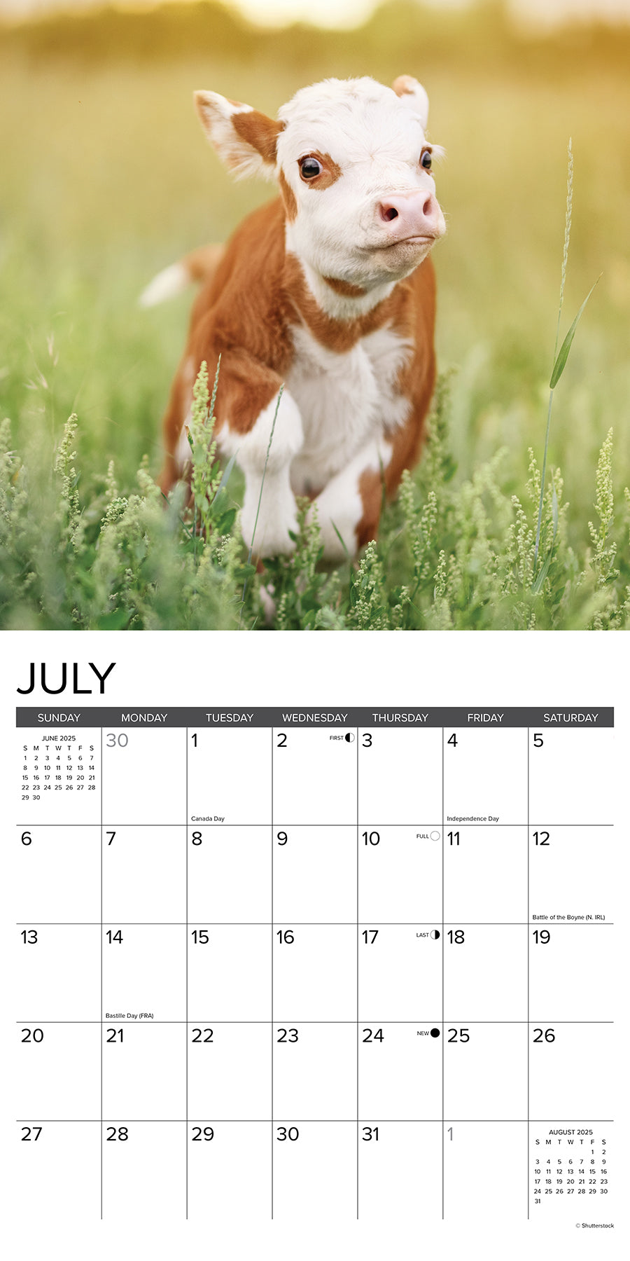 2025 Cows - Square Wall Calendar