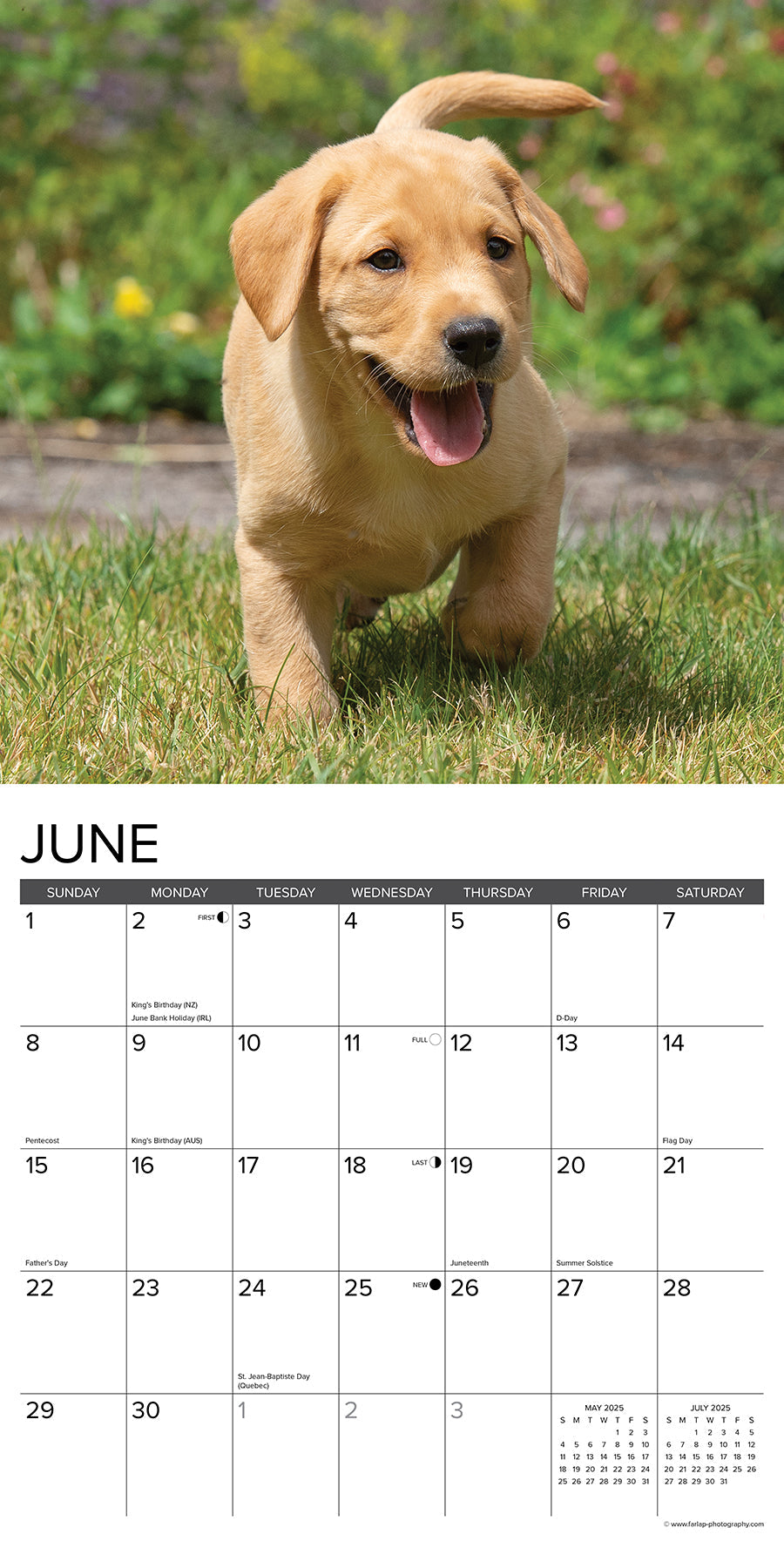 2025 Yellow Lab Puppies - Square Wall Calendar