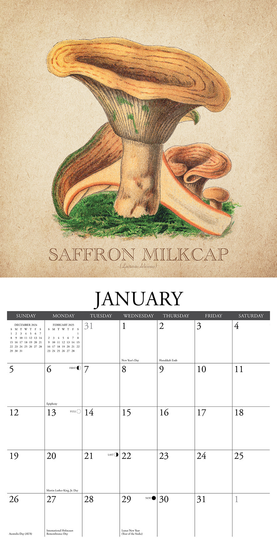 2025 Art of the Mushroom - Square Wall Calendar