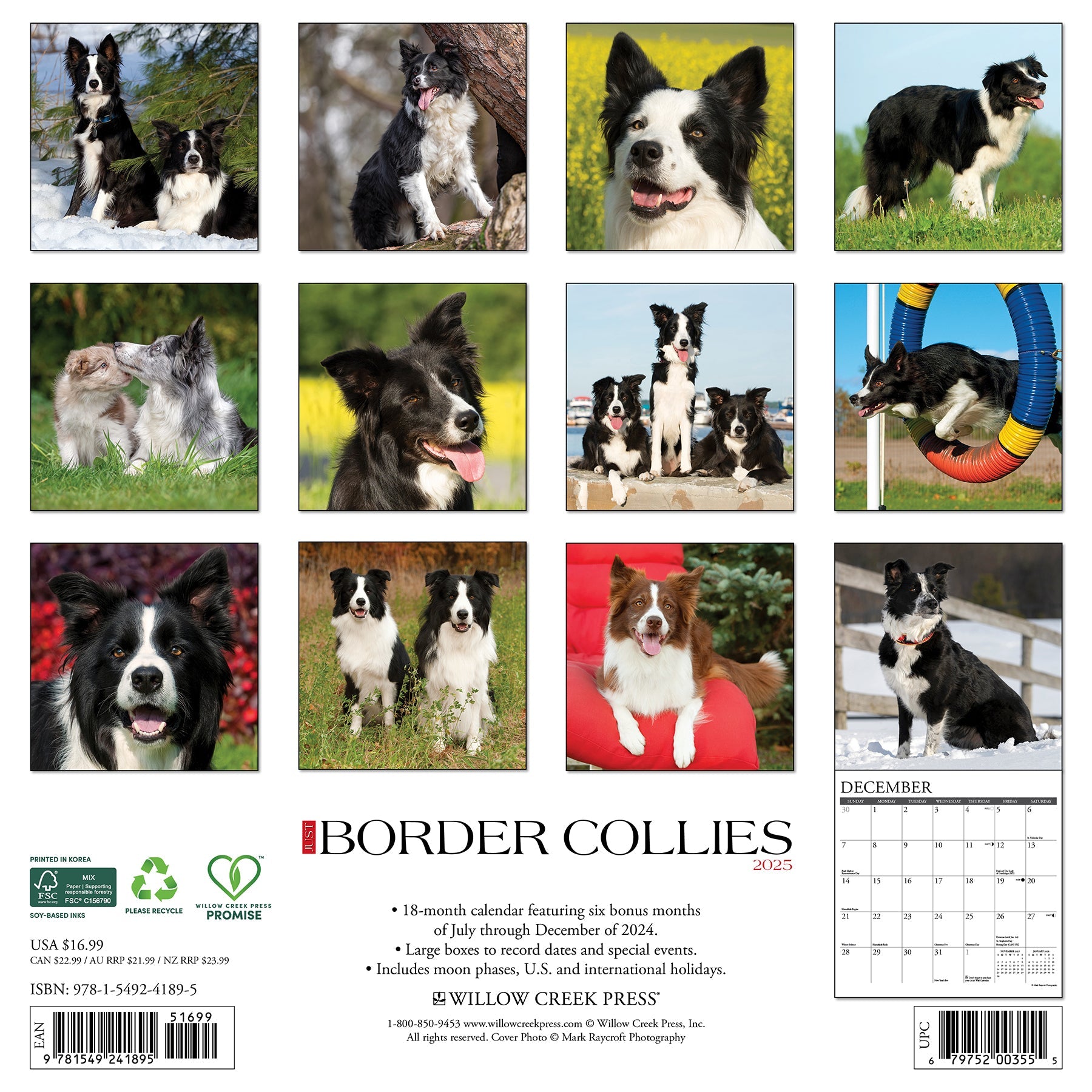 2025 Border Collies - Square Wall Calendar