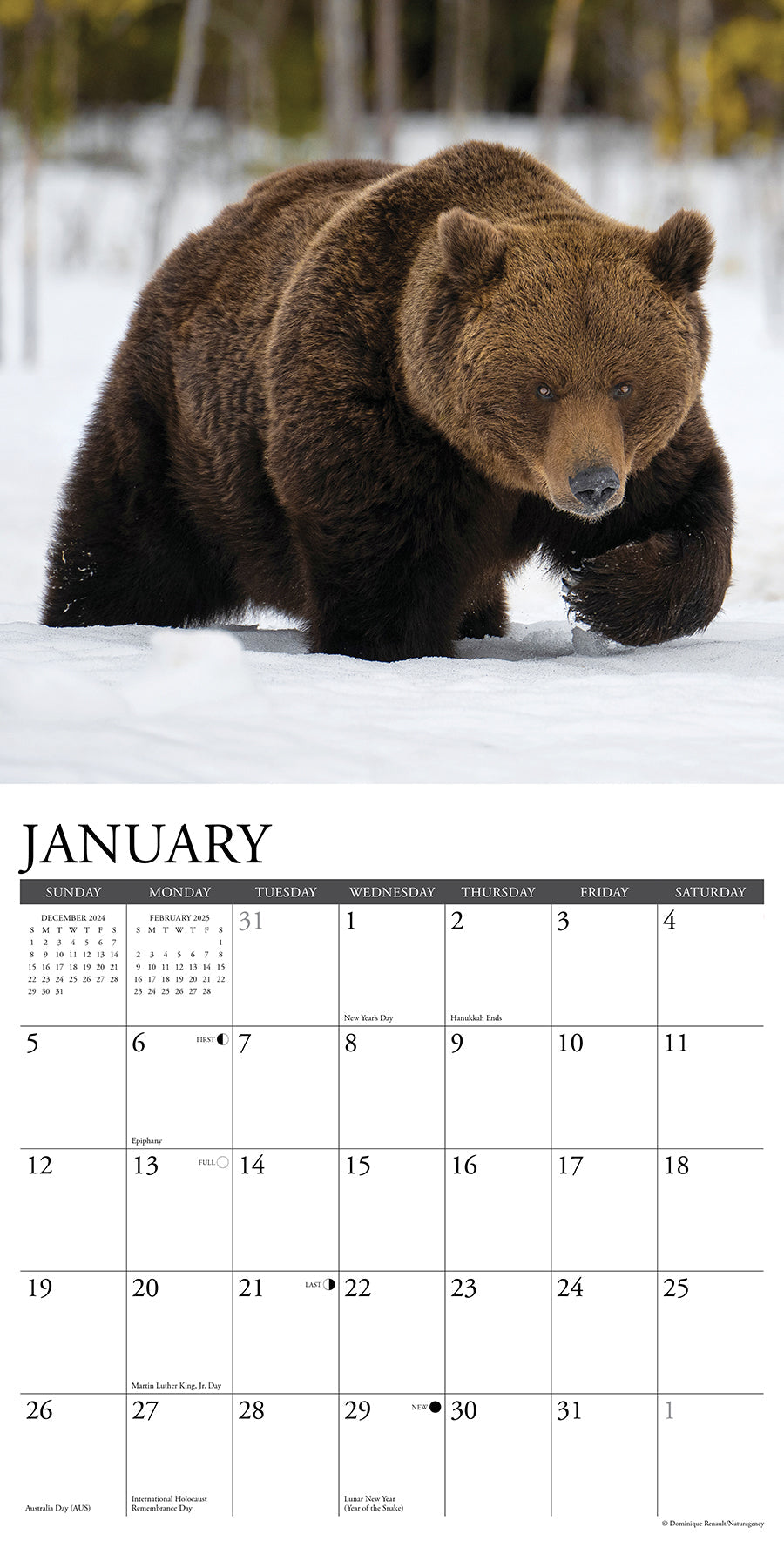 2025 Grizzlies - Square Wall Calendar