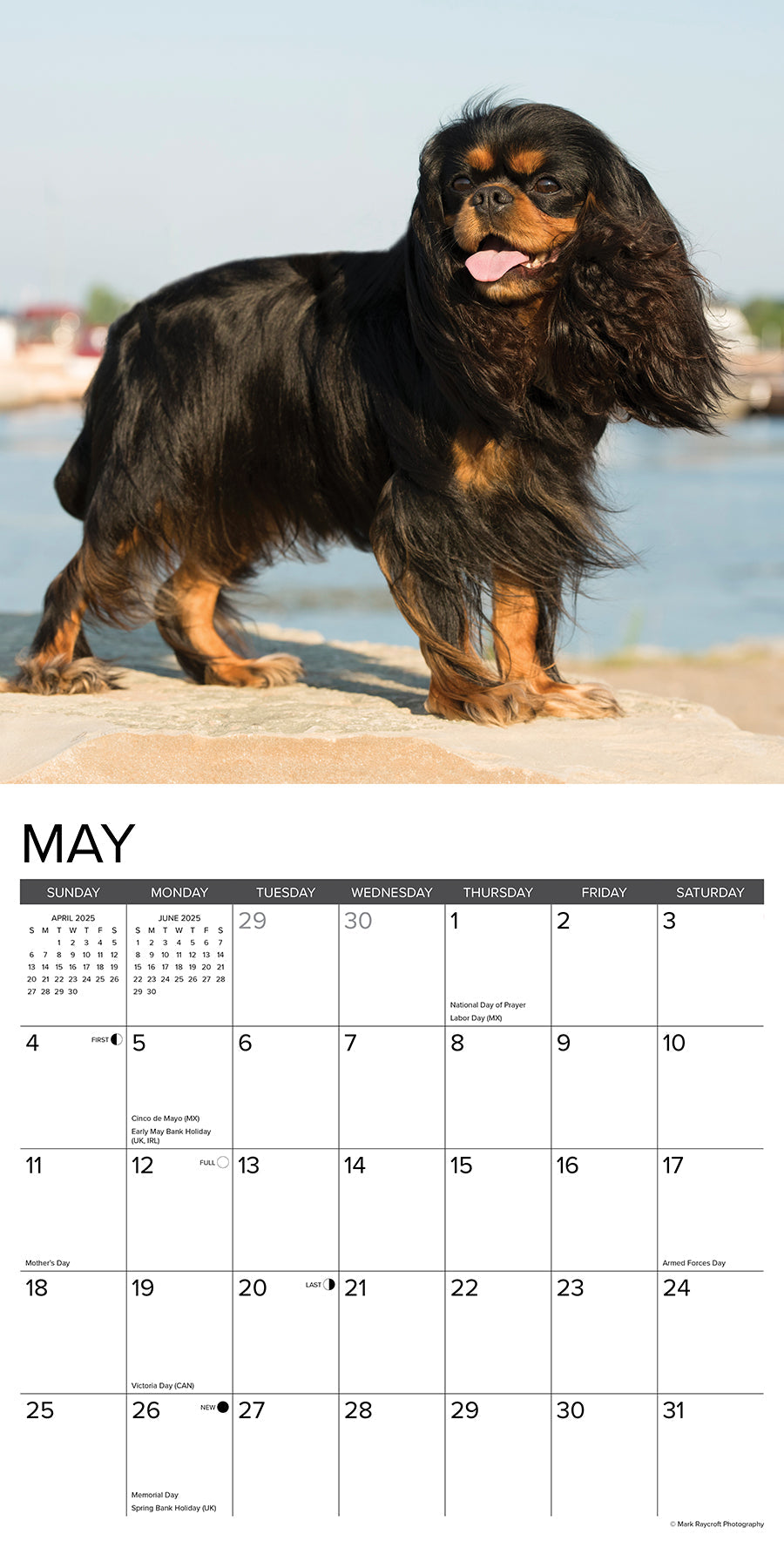 2025 Cavalier King Charles Spaniels - Square Wall Calendar