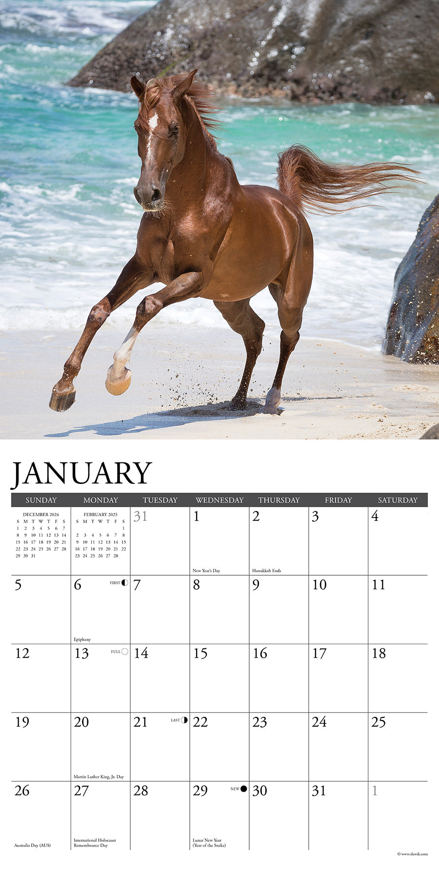 2025 Arabians - Square Wall Calendar