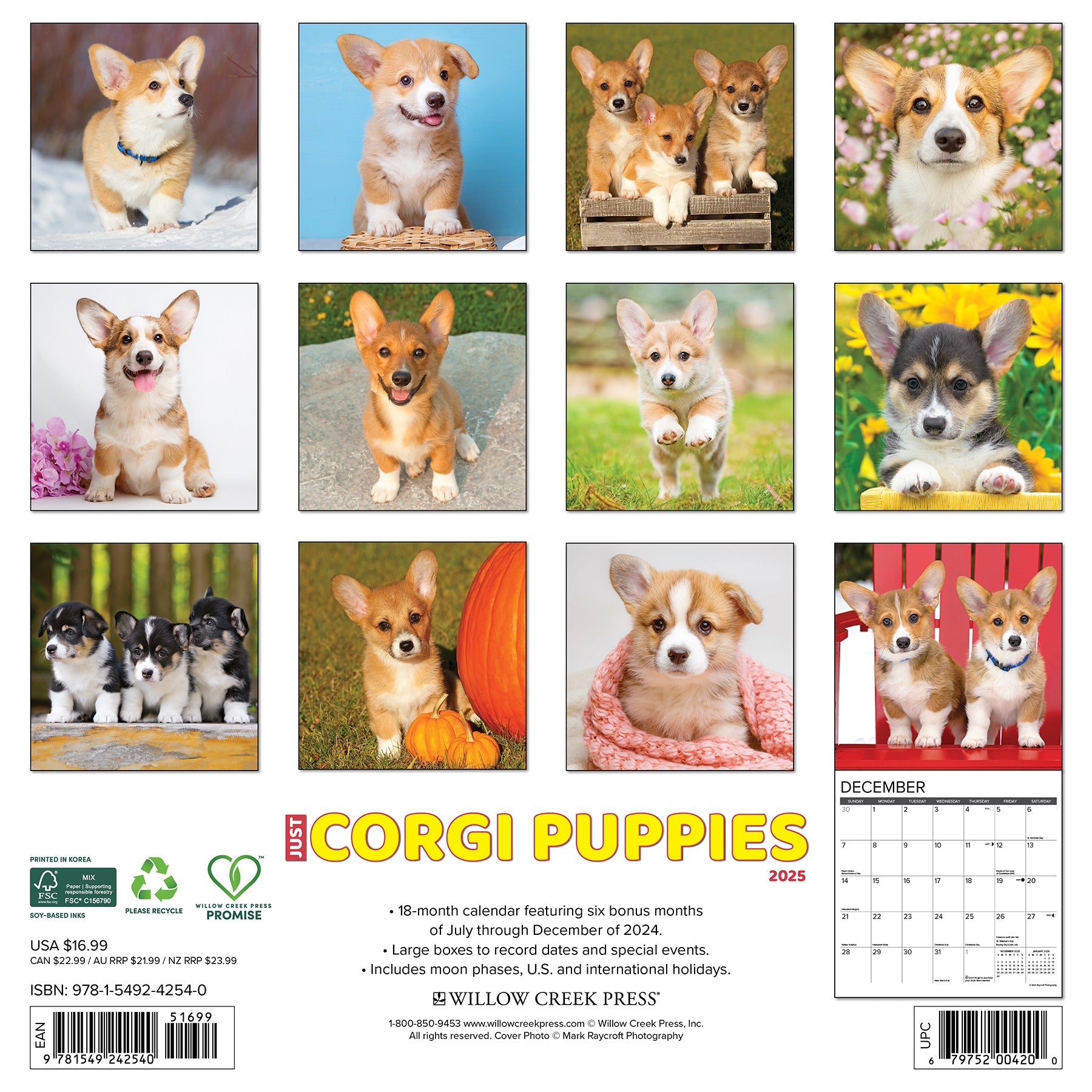 2025 Corgi Puppies - Square Wall Calendar