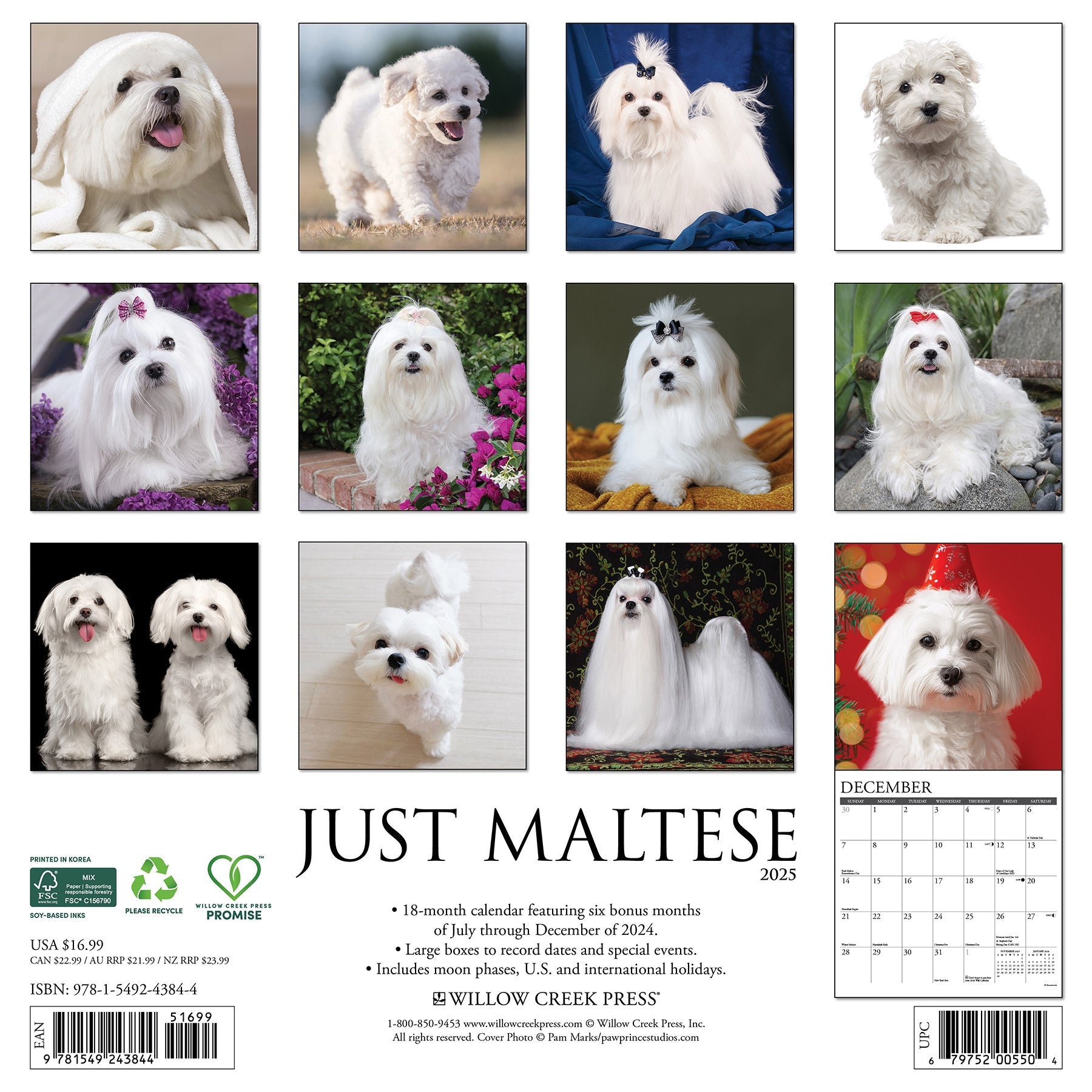 2025 Maltese - Square Wall Calendar