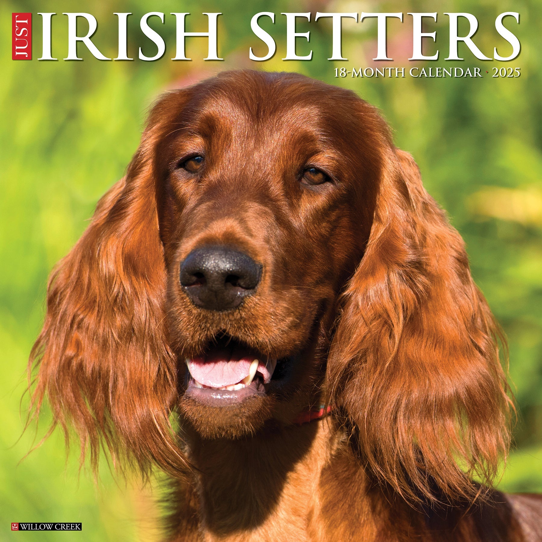 2025 Irish Setters - Square Wall Calendar