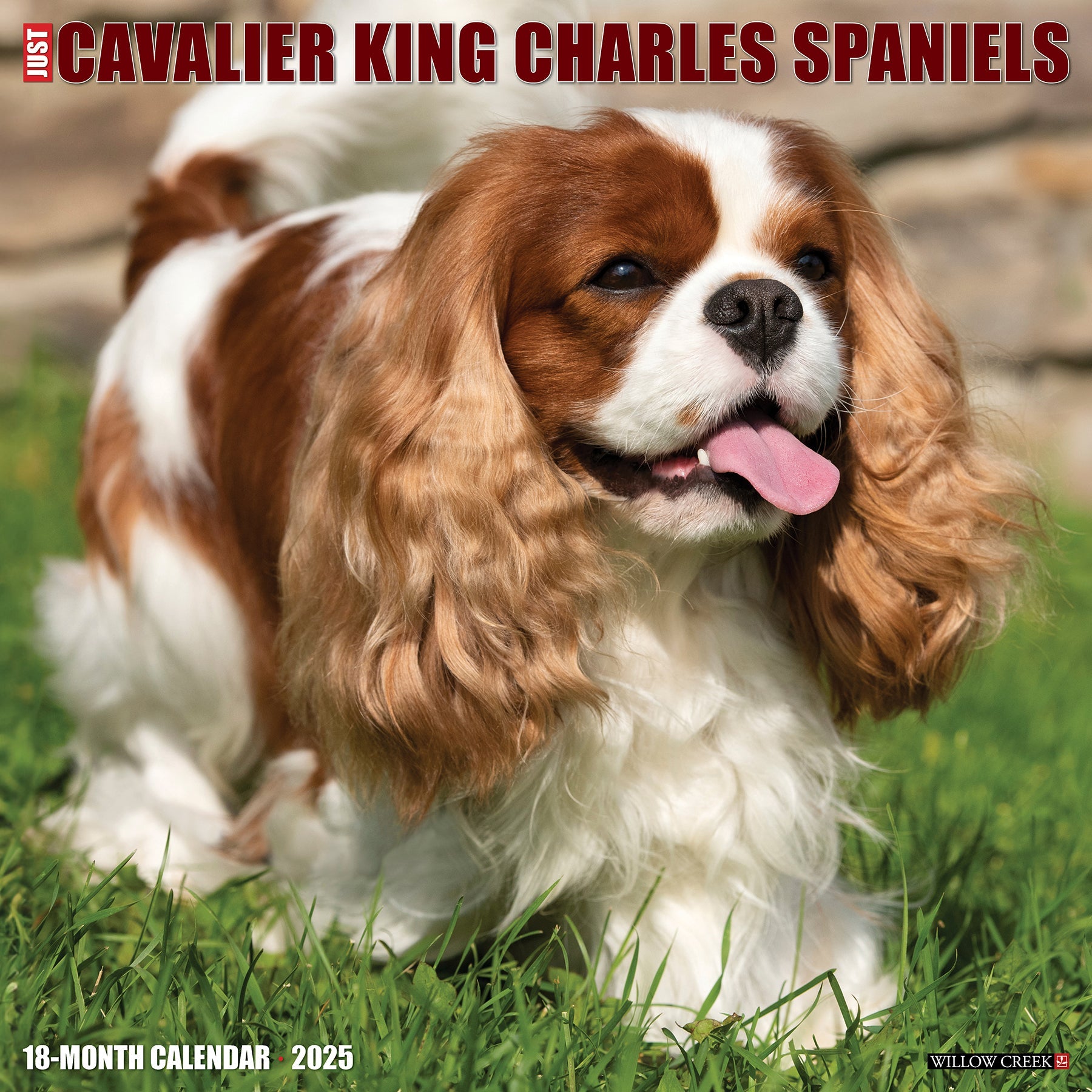 2025 Cavalier King Charles Spaniels - Square Wall Calendar