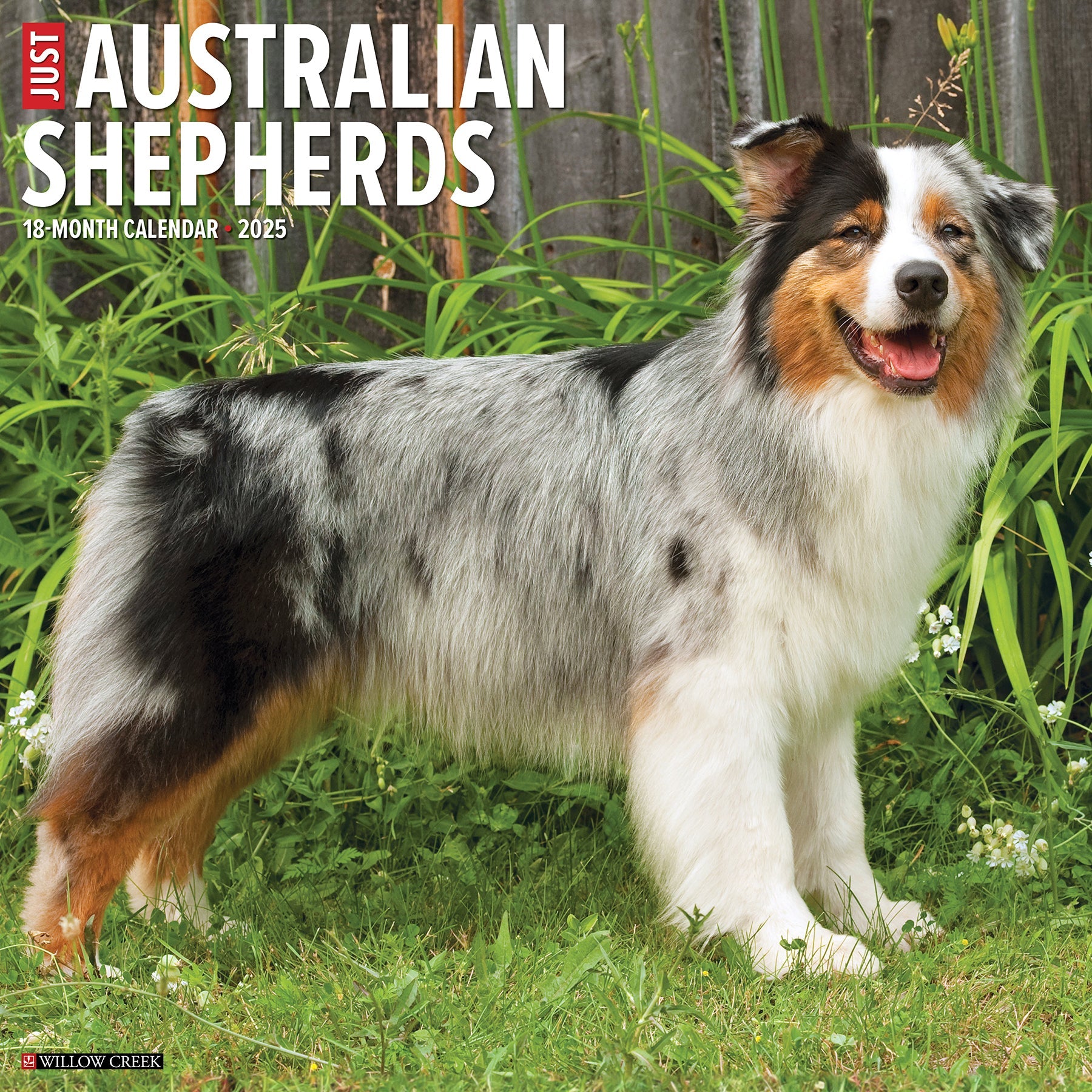 2025 Australian Shepherds - Square Wall Calendar