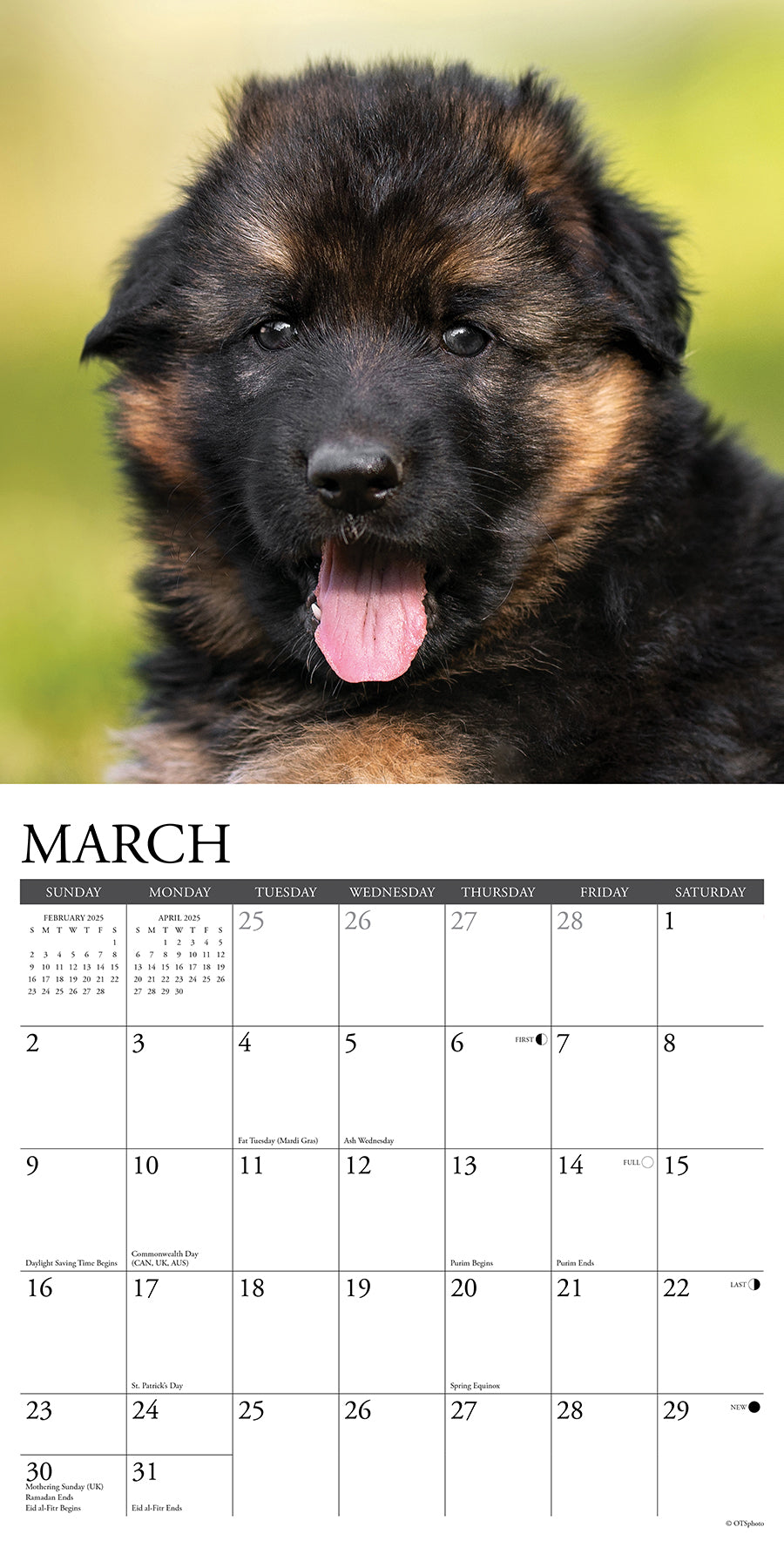 2025 German Shepherd Puppies - Square Wall Calendar