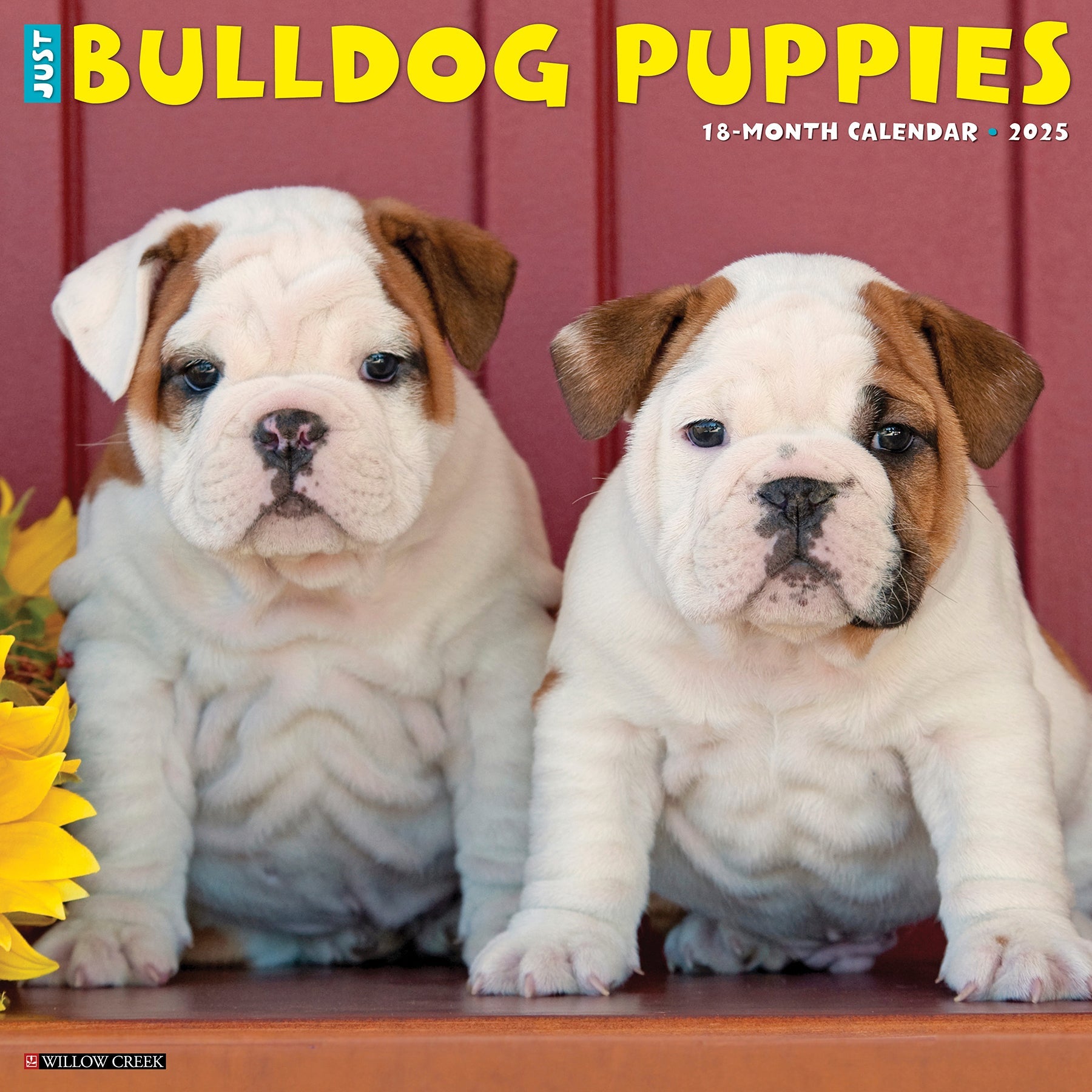 2025 Bulldog Puppies - Square Wall Calendar