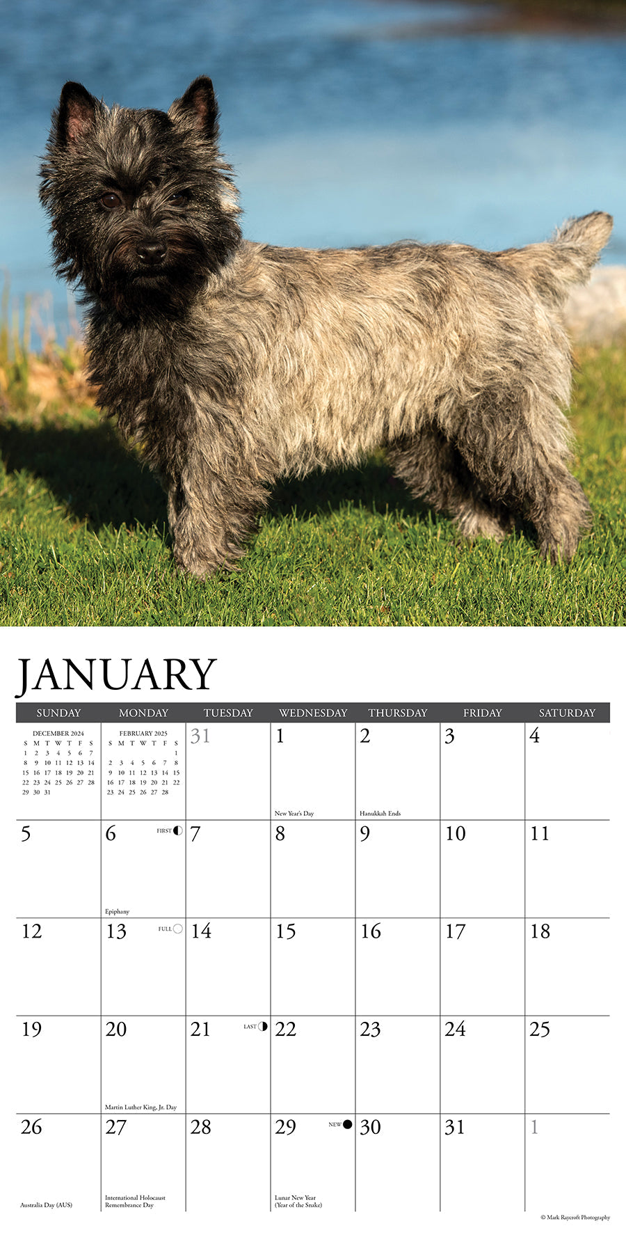 2025 Cairn Terriers - Square Wall Calendar