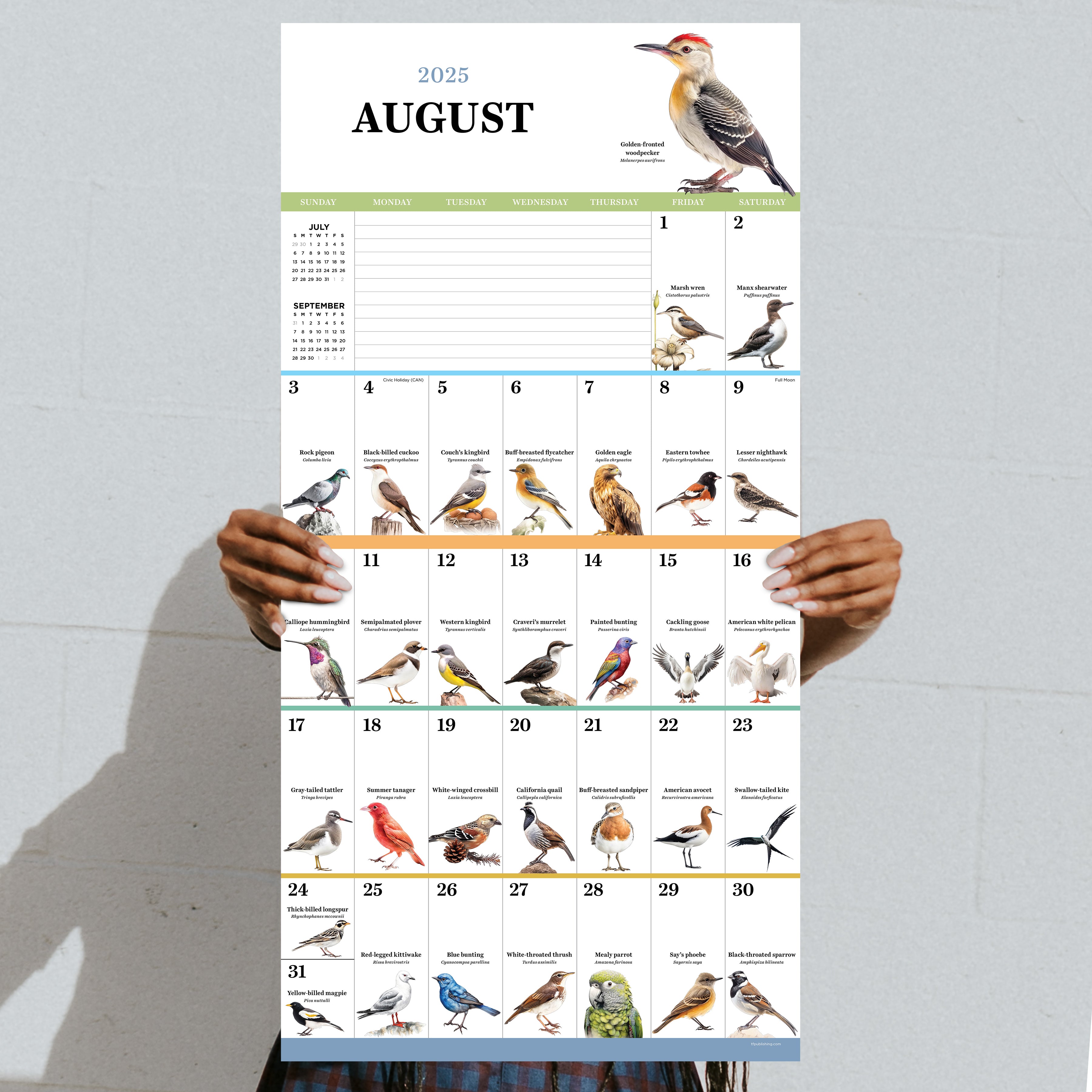 2025 Birds: Backyard and Beyond - Square Wall Calendar