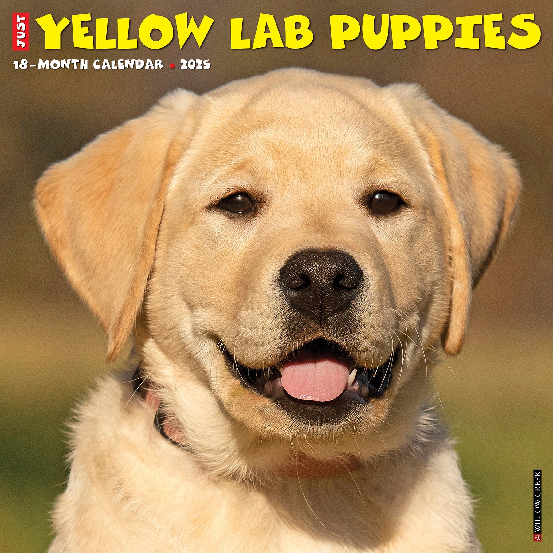 2025 Yellow Lab Puppies - Square Wall Calendar