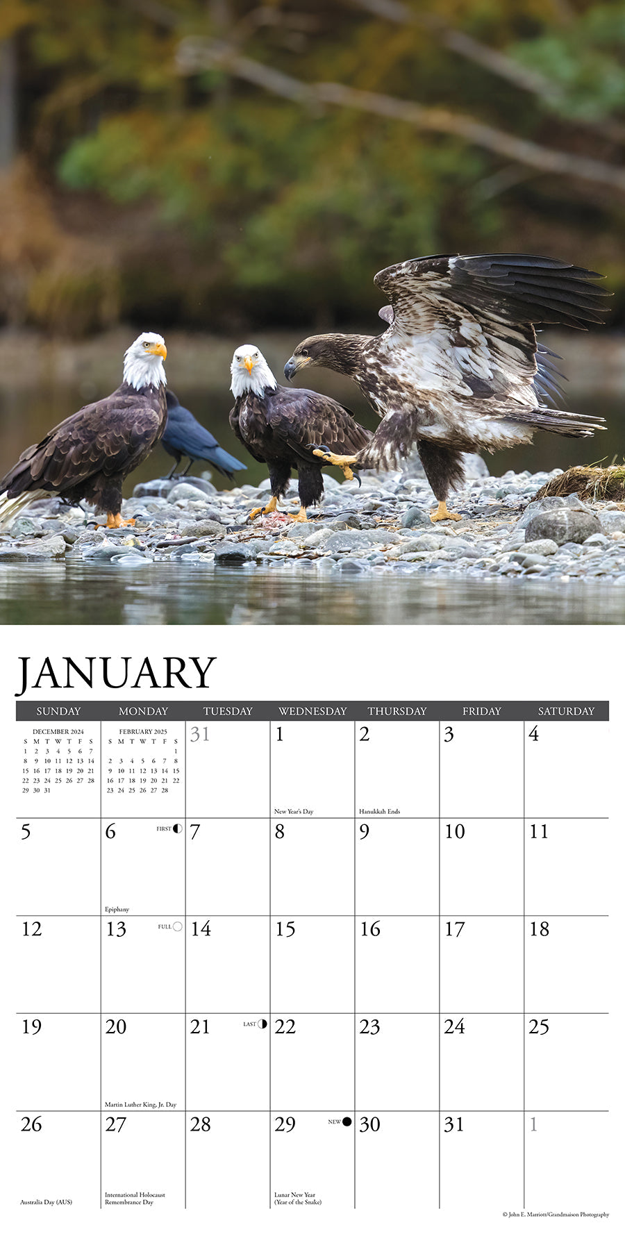 2025 Eagles - Square Wall Calendar