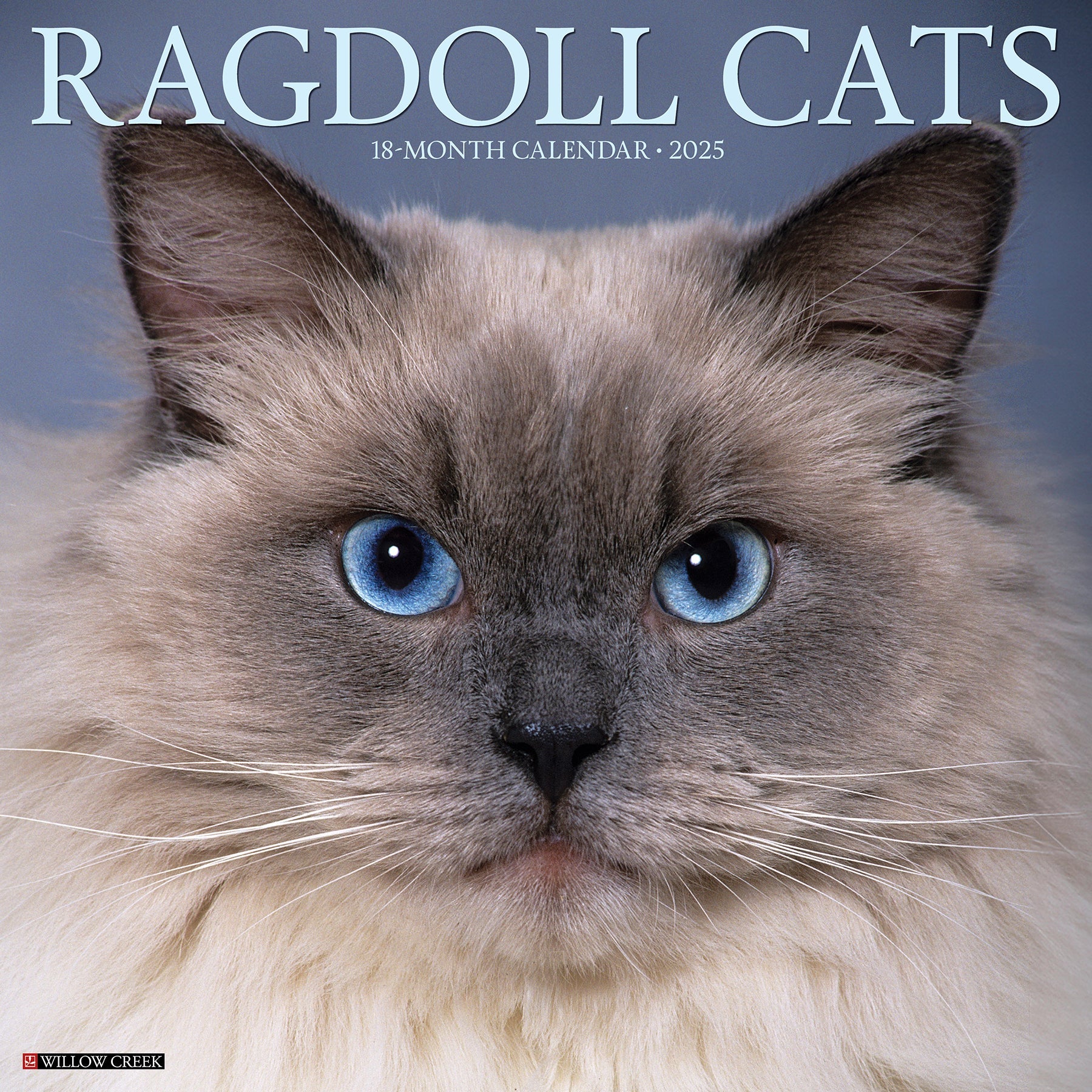 2025 Ragdoll Cats - Square Wall Calendar