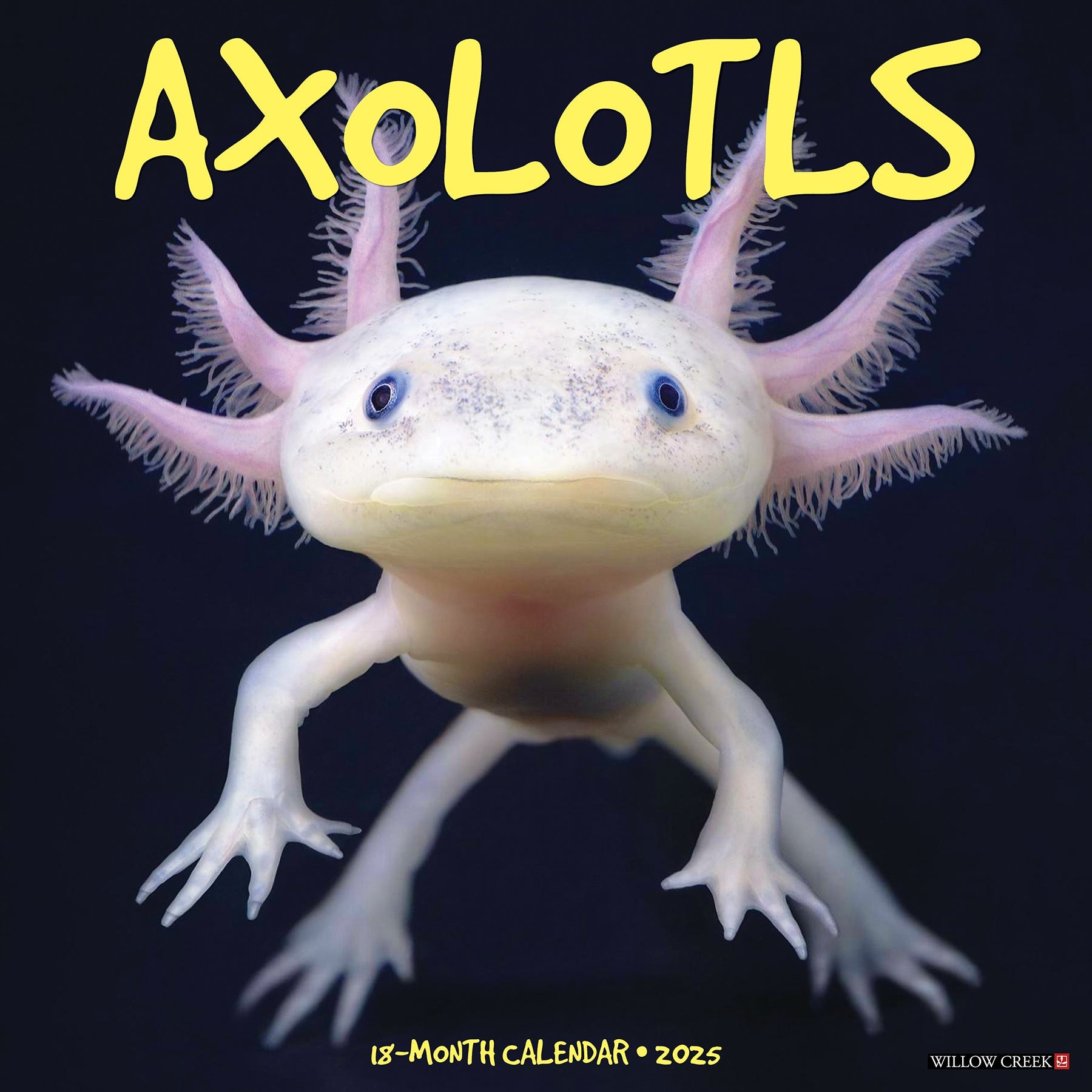 2025 Axolotls - Square Wall Calendar