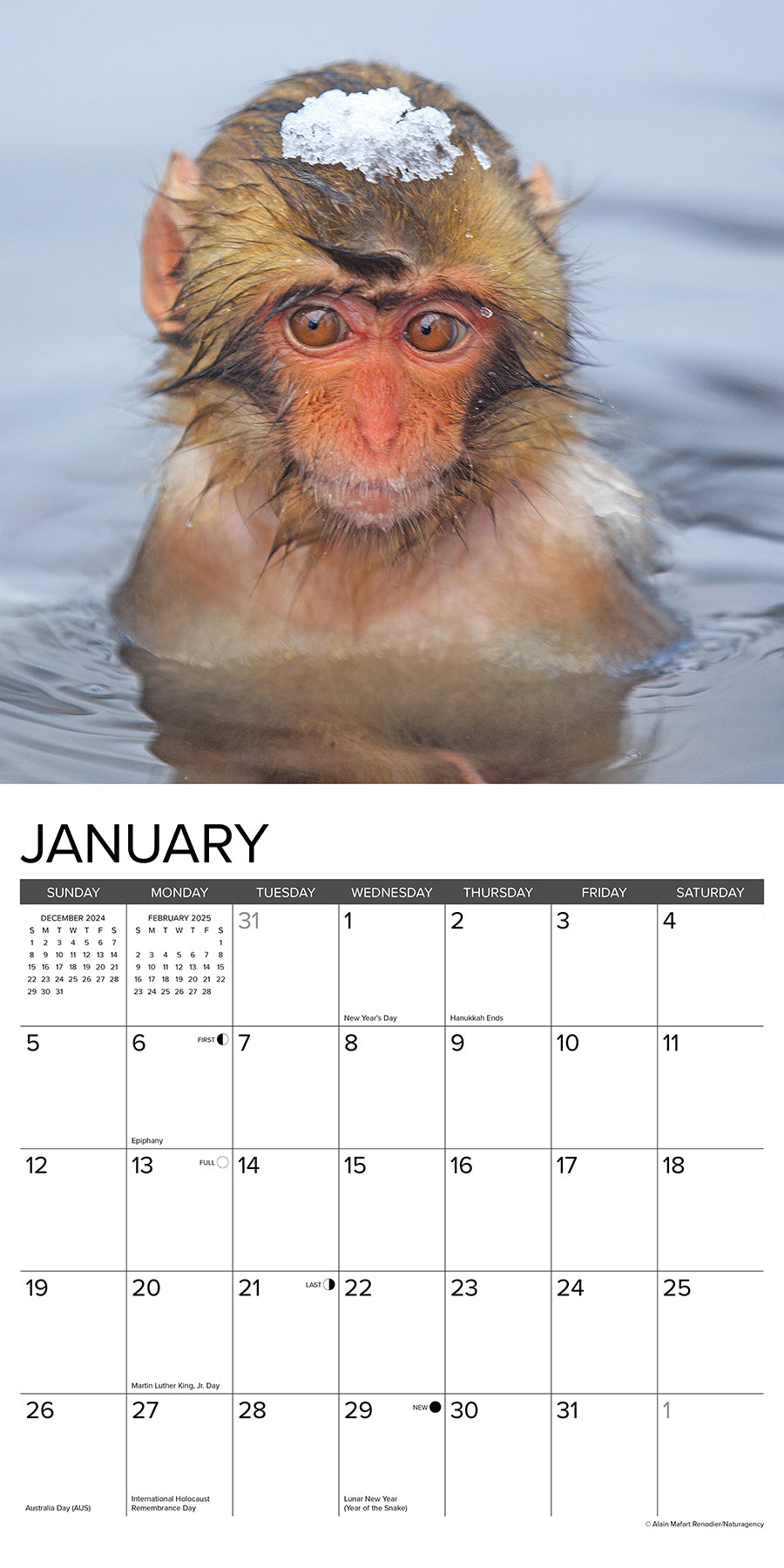 2025 Monkey Business - Square Wall Calendar