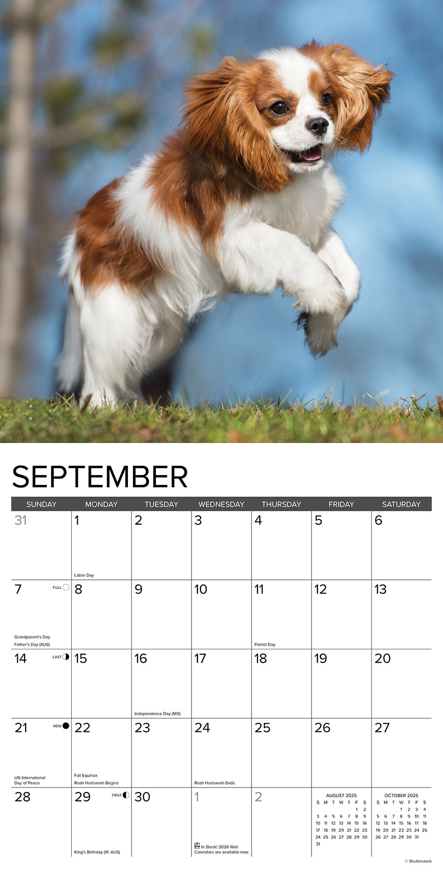 2025 Cavalier King Charles Spaniel Puppies - Square Wall Calendar