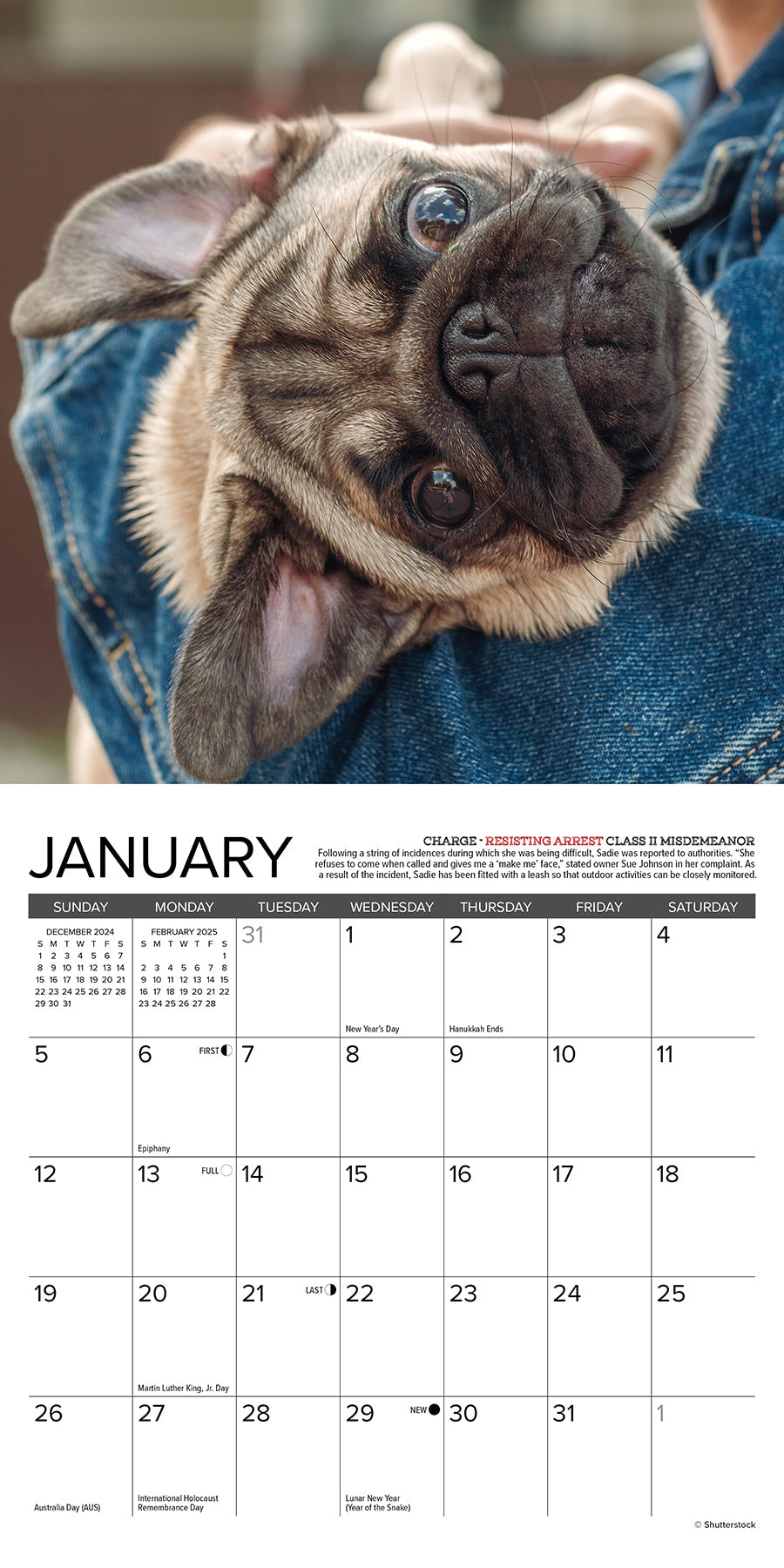 2025 Pug Mugs - Mini Wall Calendar