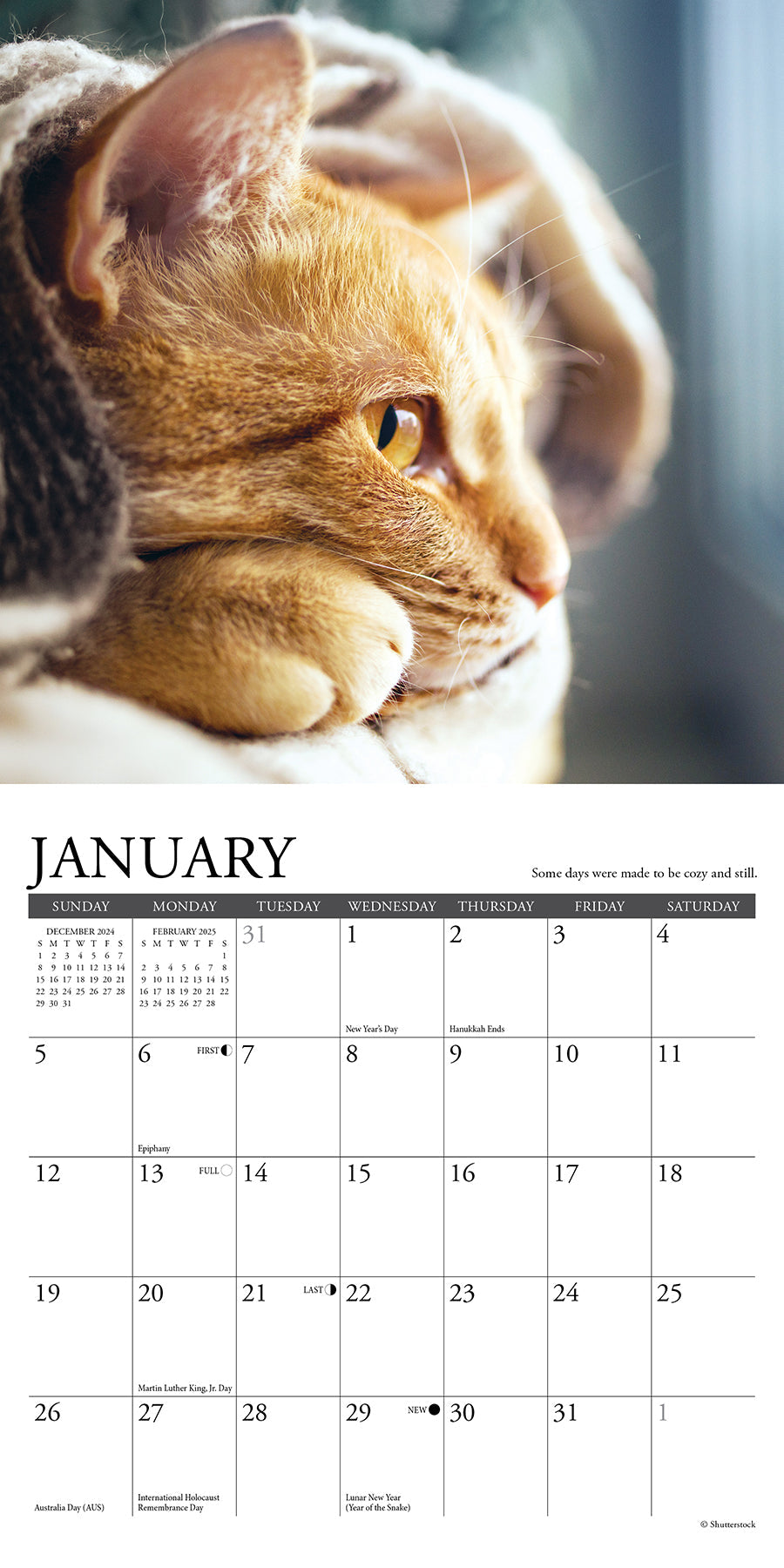 2025 What Cats Teach Us - Mini Wall Calendar