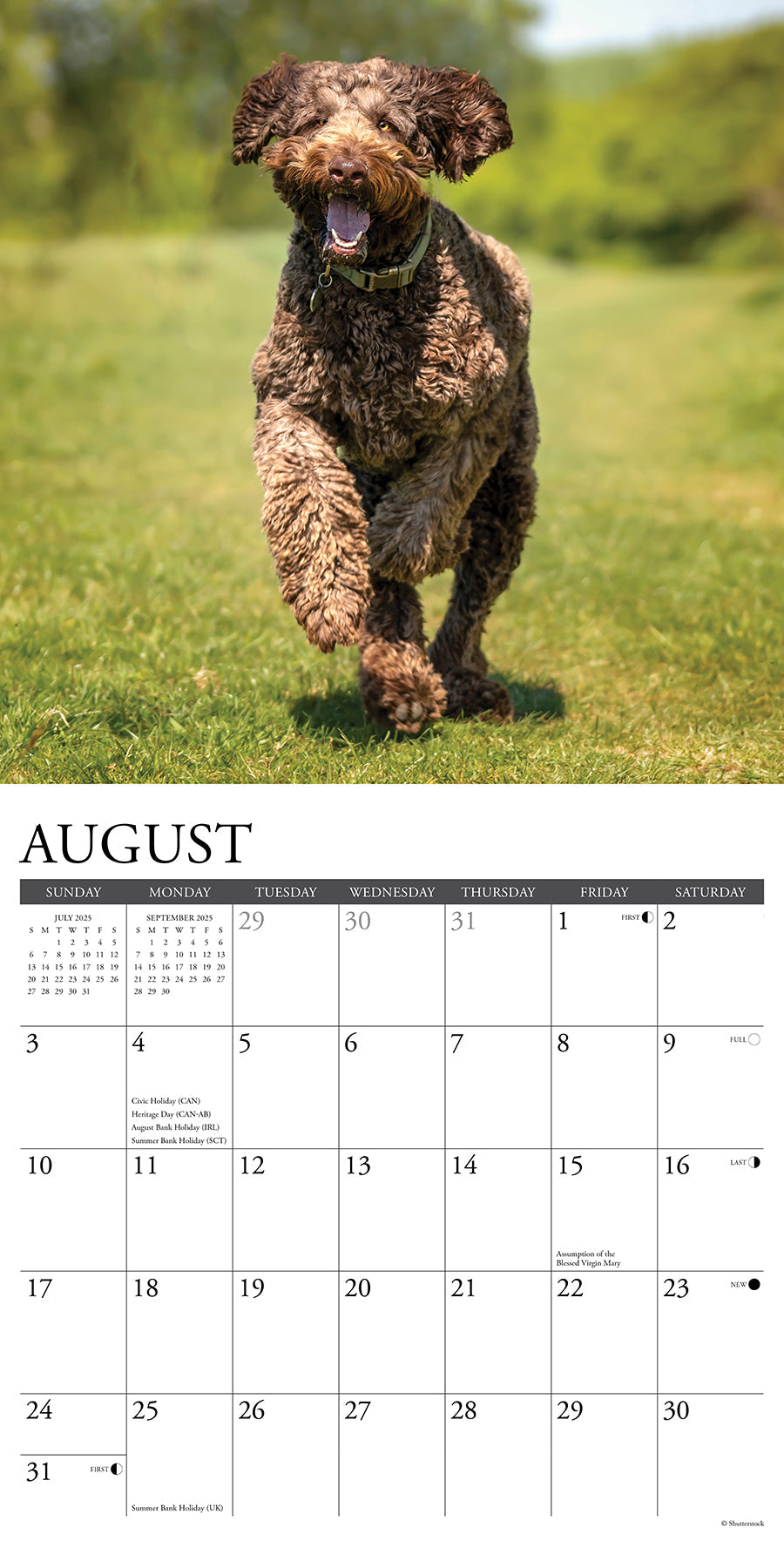 2025 Labradoodles - Square Wall Calendar