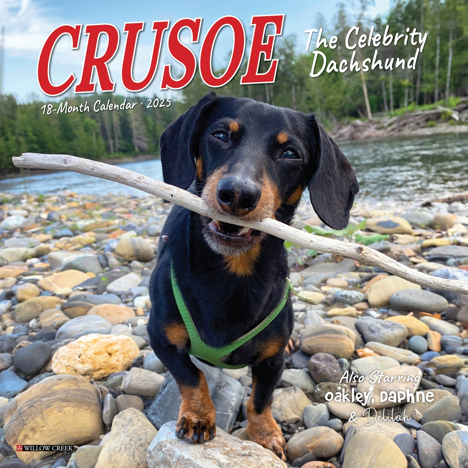 2025 Crusoe the Celebrity Dachshund - Mini Wall Calendar