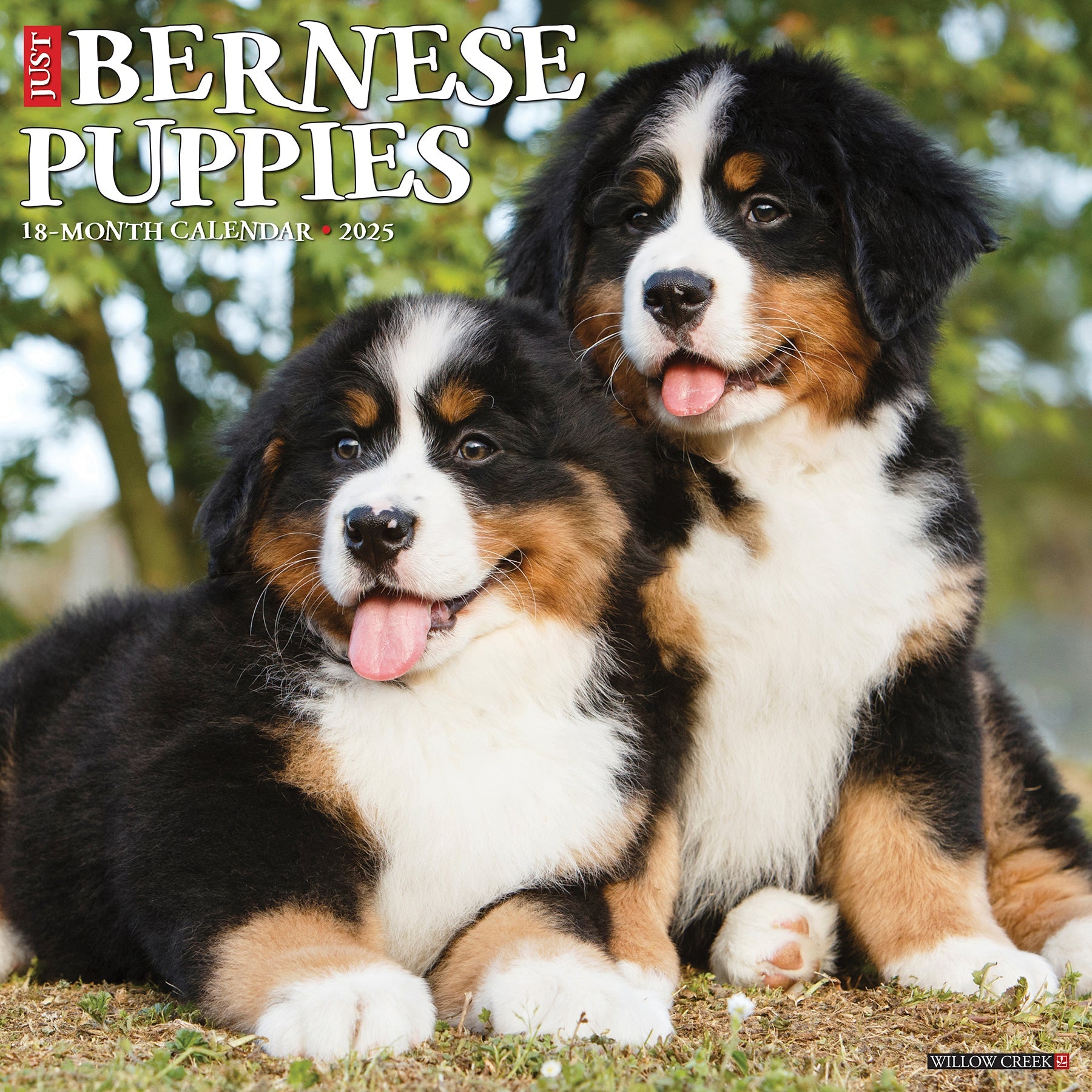 2025 Bernese Mountain Puppies - Square Wall Calendar