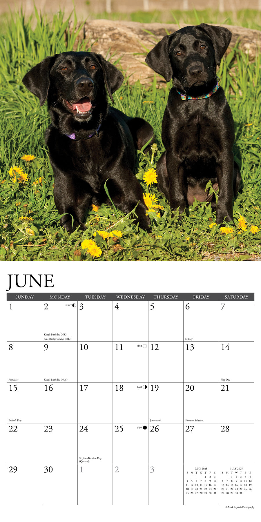 2025 Black Labs - Square Wall Calendar