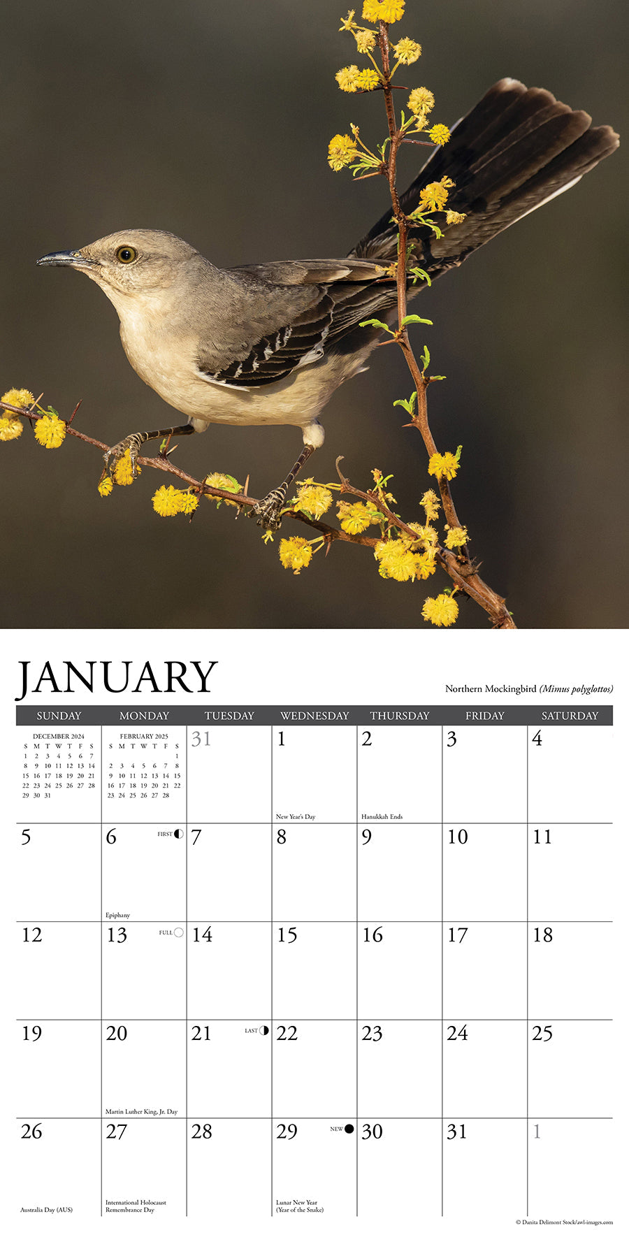 2025 Garden Birds - Square Wall Calendar