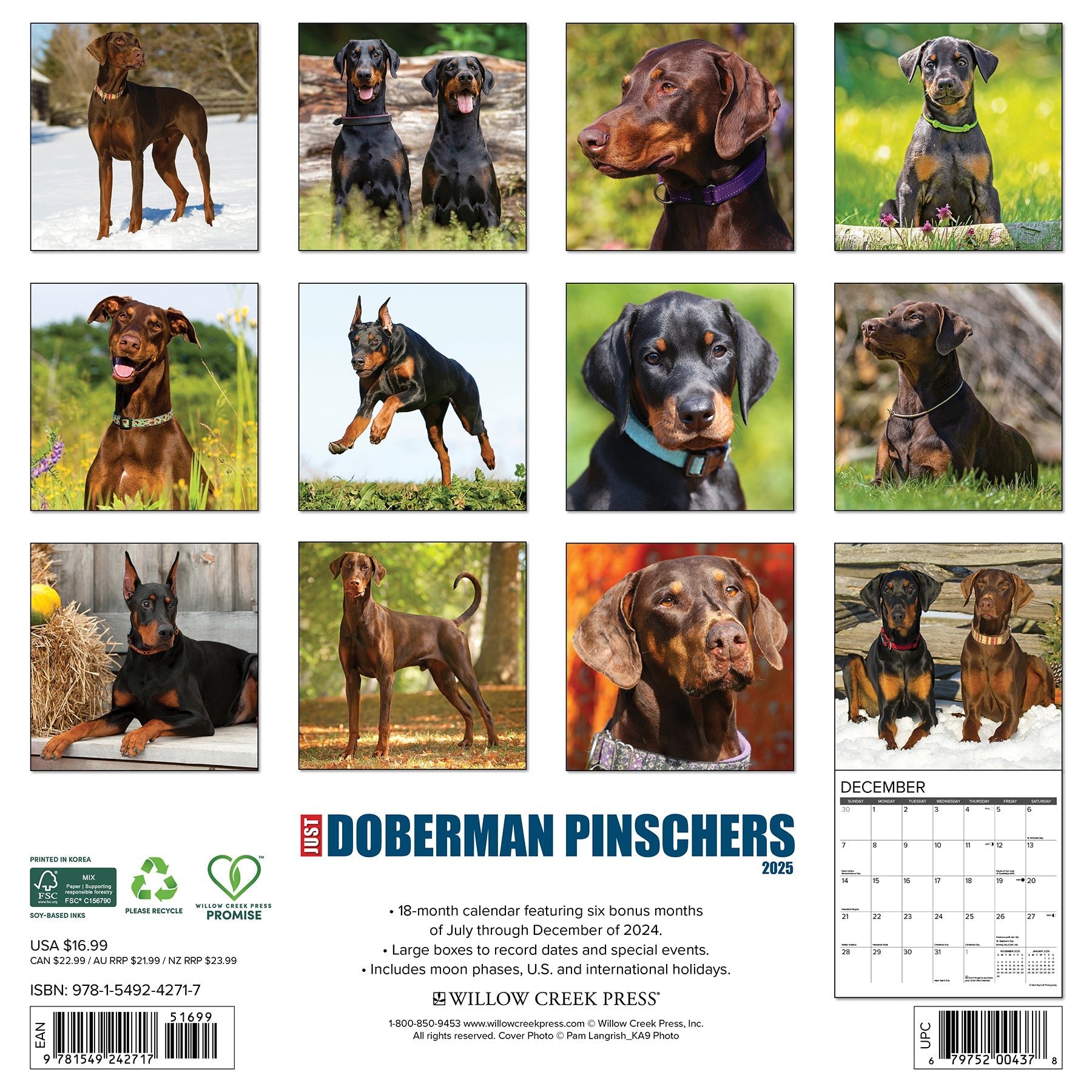 2025 Doberman Pinschers - Square Wall Calendar