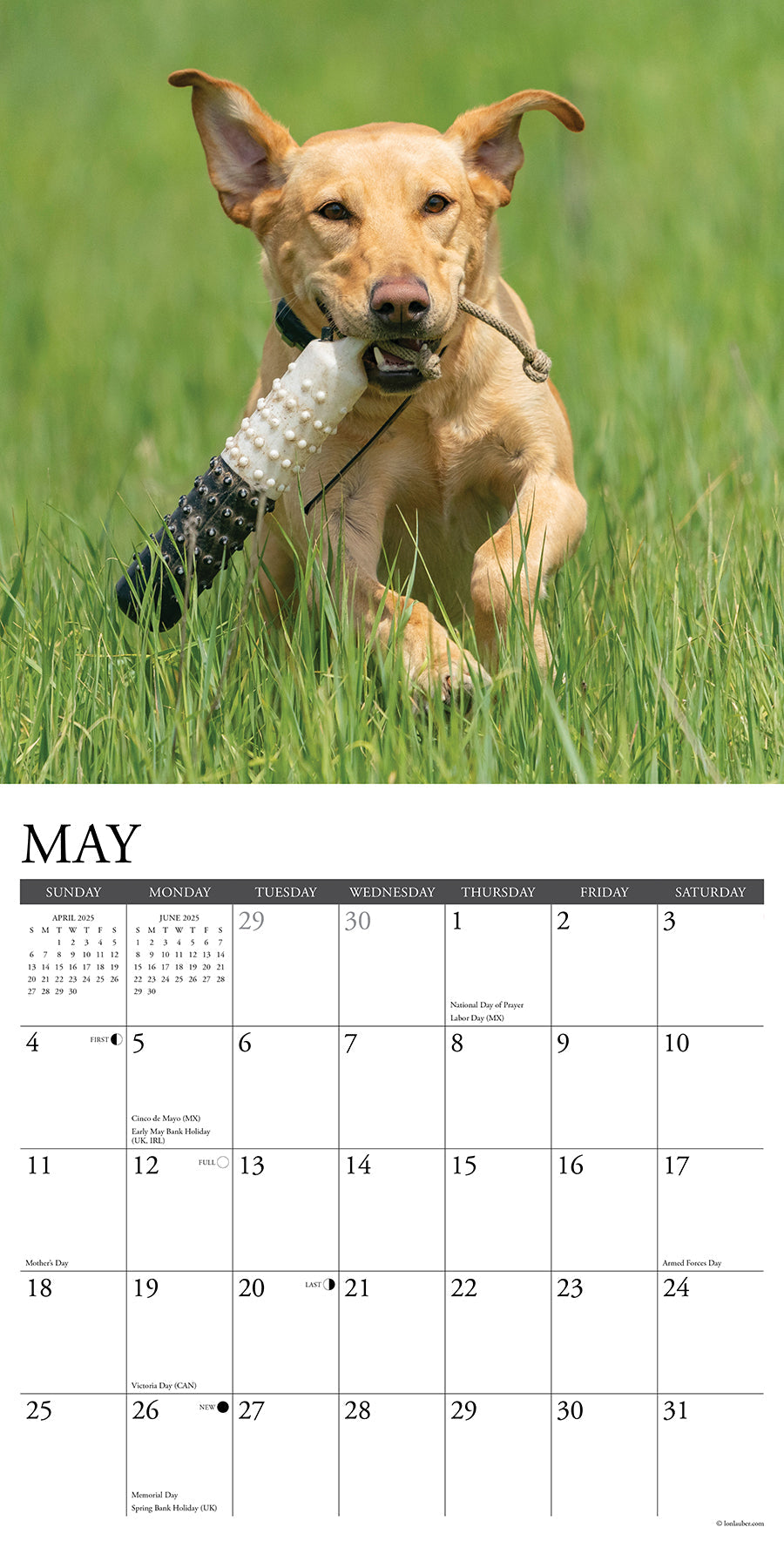 2025 Yellow Labs - Square Wall Calendar