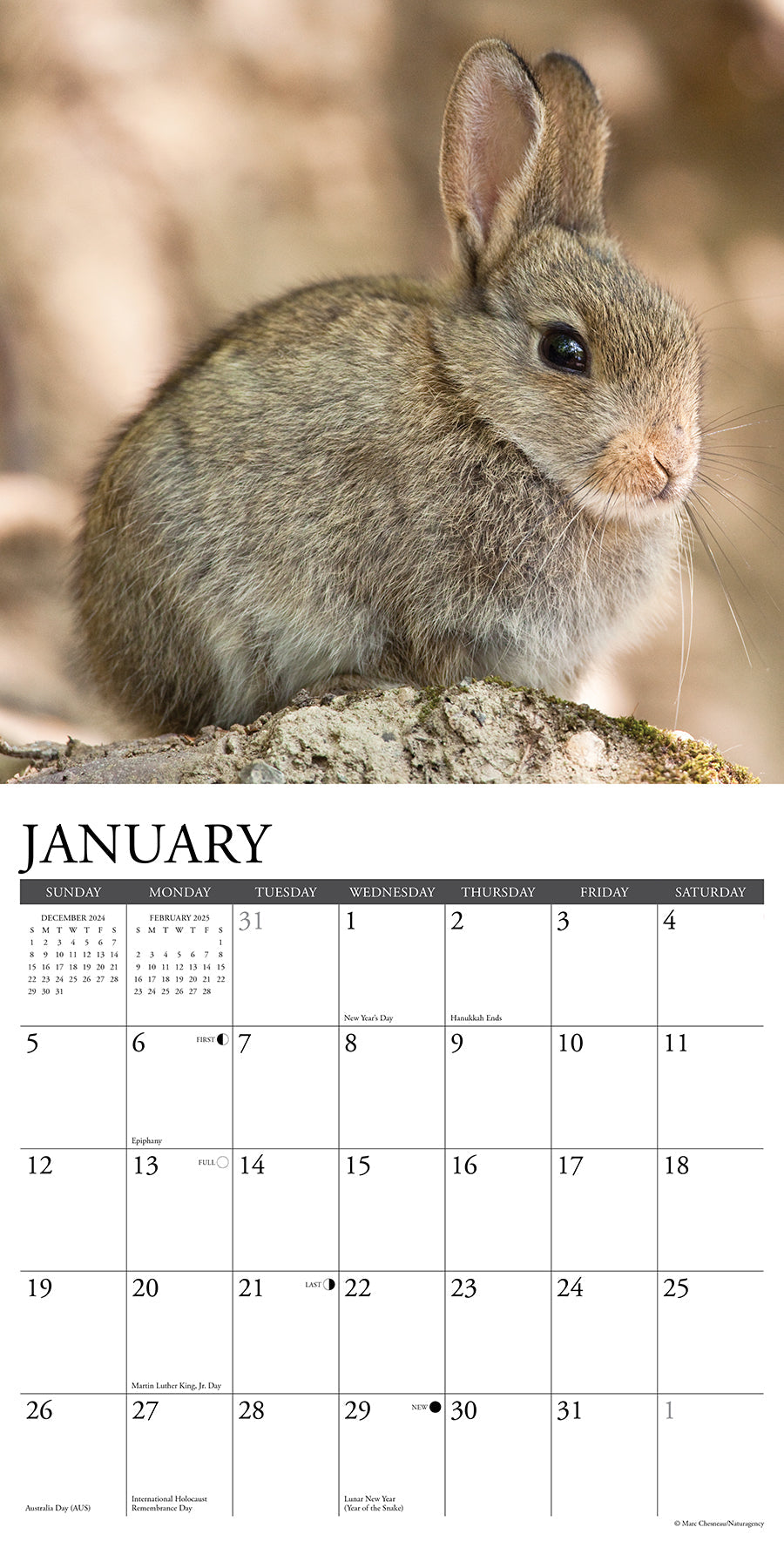 2025 Bunnies - Square Wall Calendar