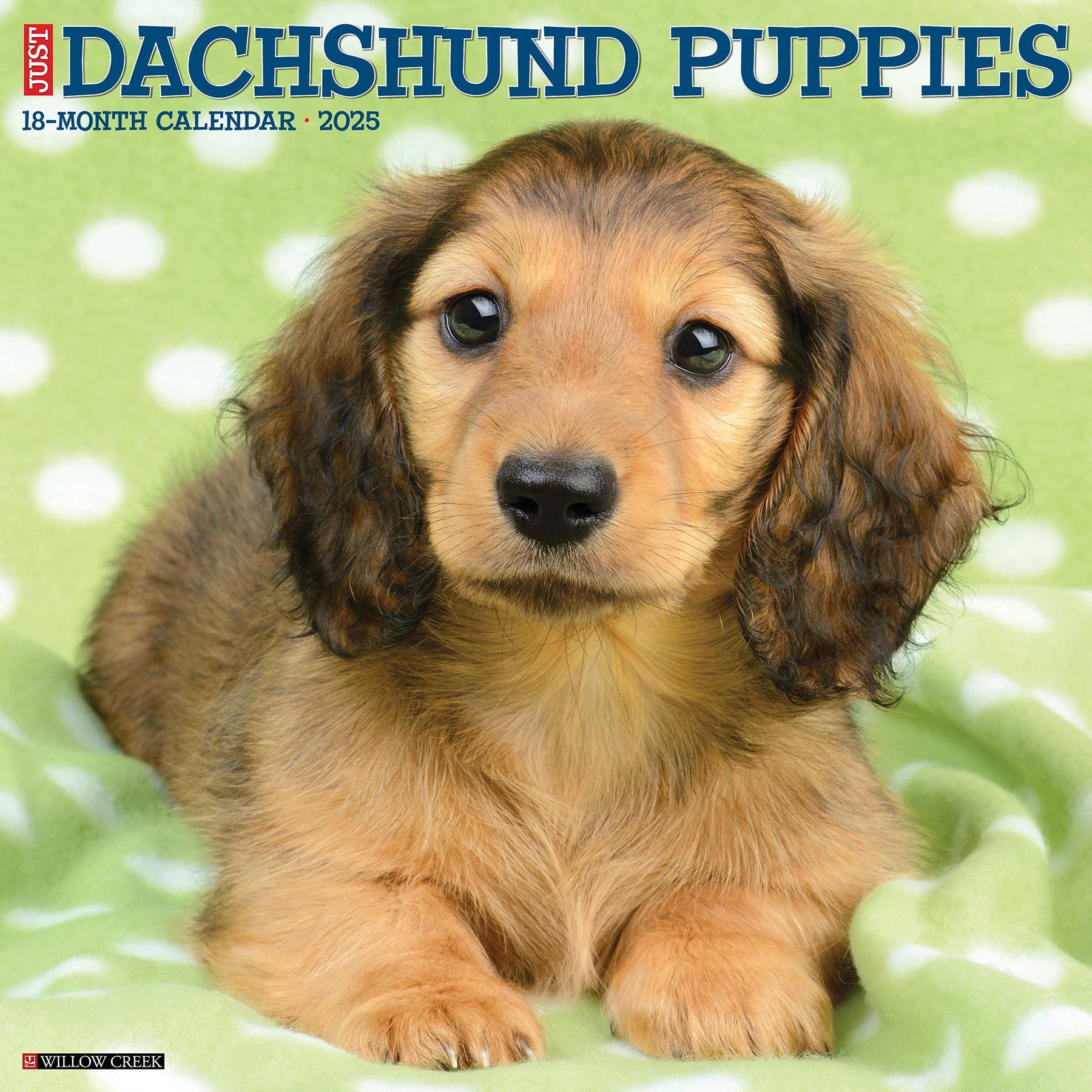 2025 Dachshund Puppies - Square Wall Calendar