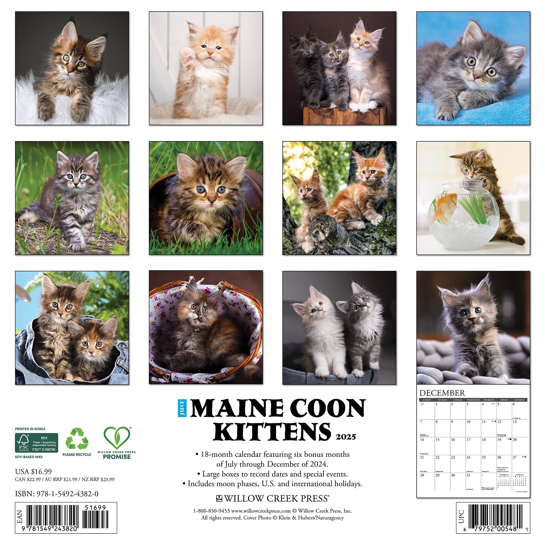 2025 Maine Coon Kittens - Square Wall Calendar