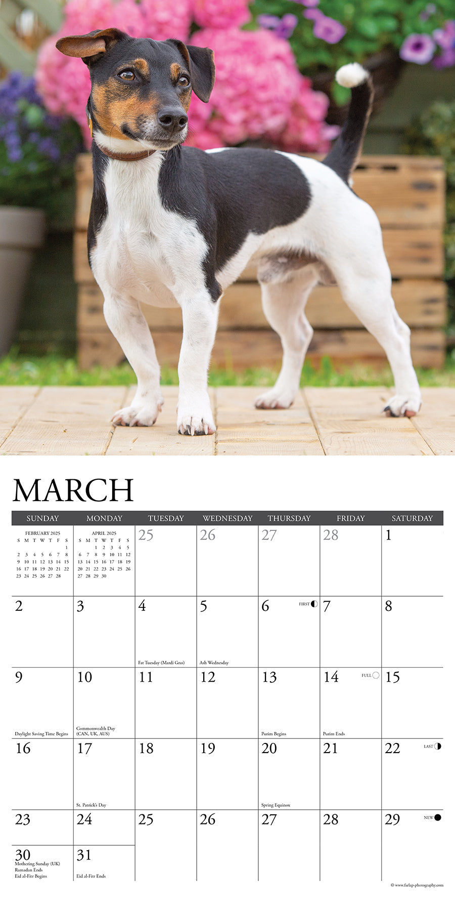 2025 Jack Russells - Square Wall Calendar