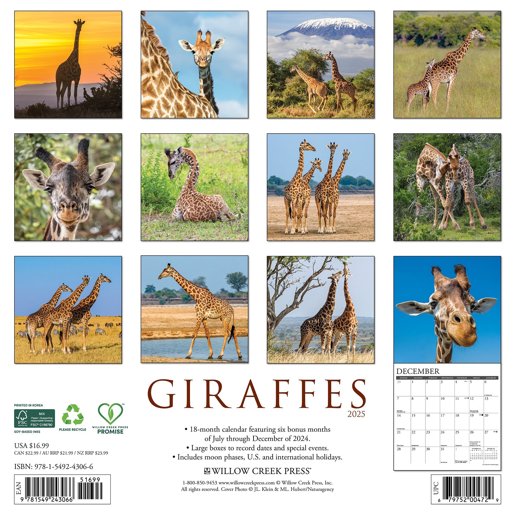 2025 Giraffes - Square Wall Calendar