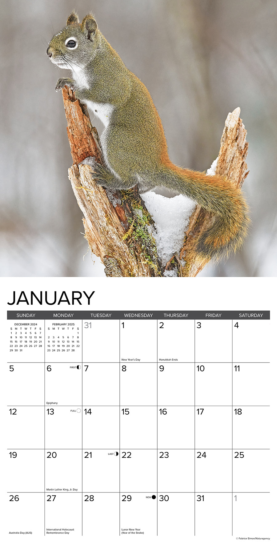 2025 Squirrels - Square Wall Calendar