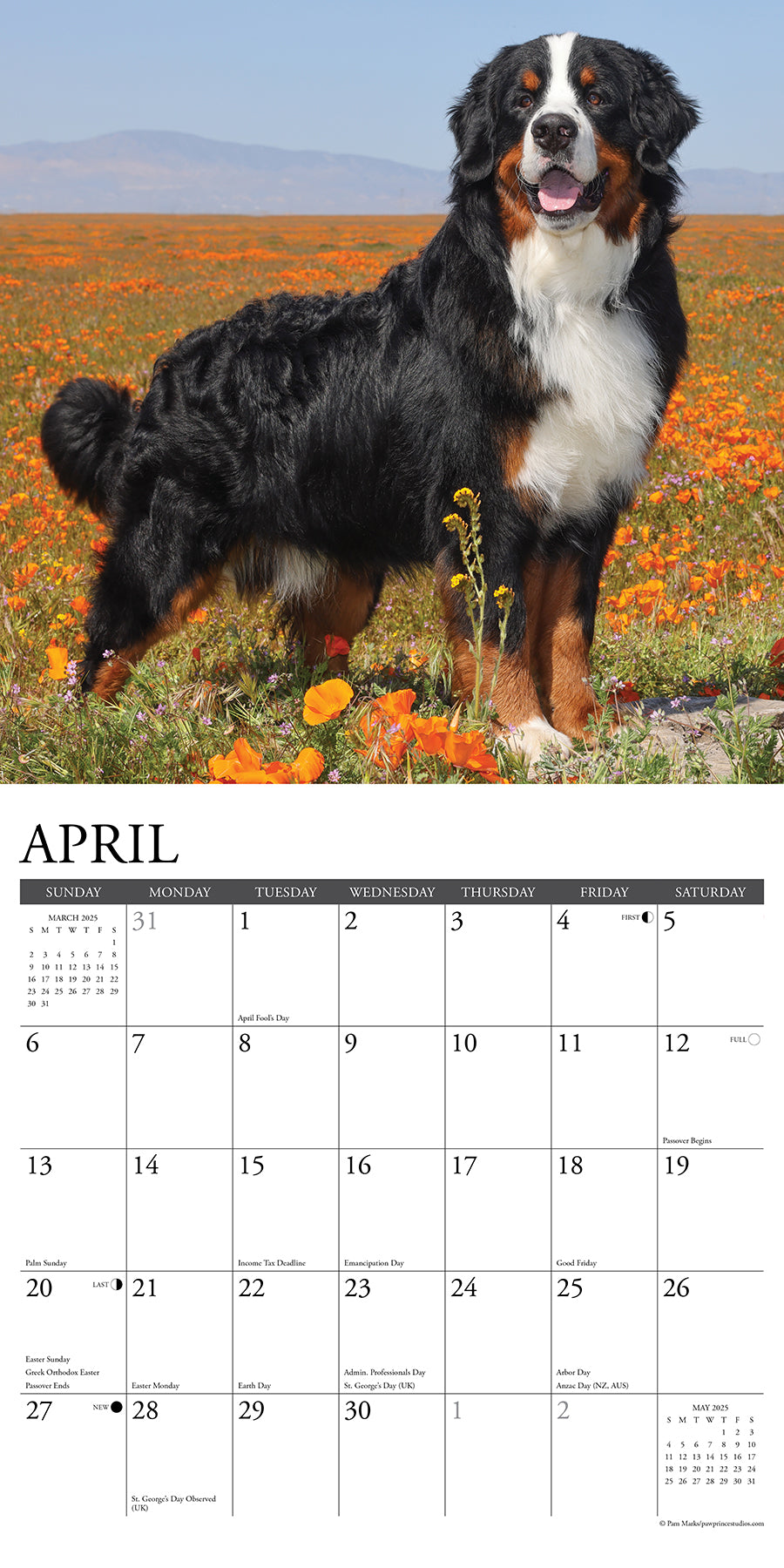 2025 Bernese Mountain Dogs - Square Wall Calendar