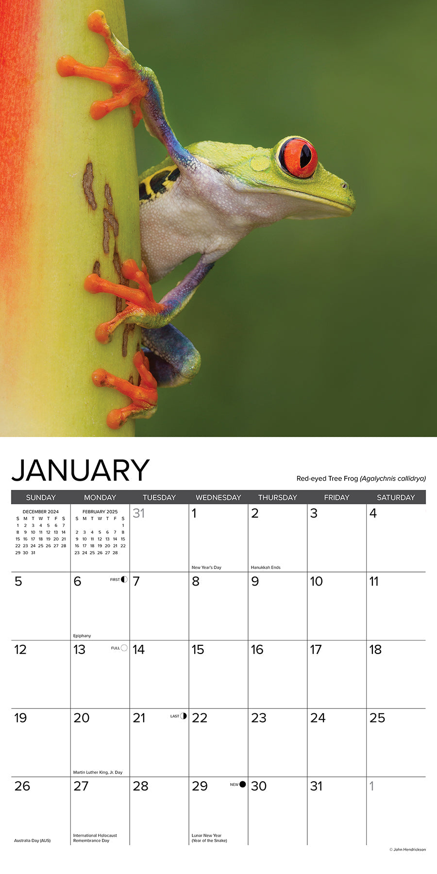 2025 Frogs - Square Wall Calendar