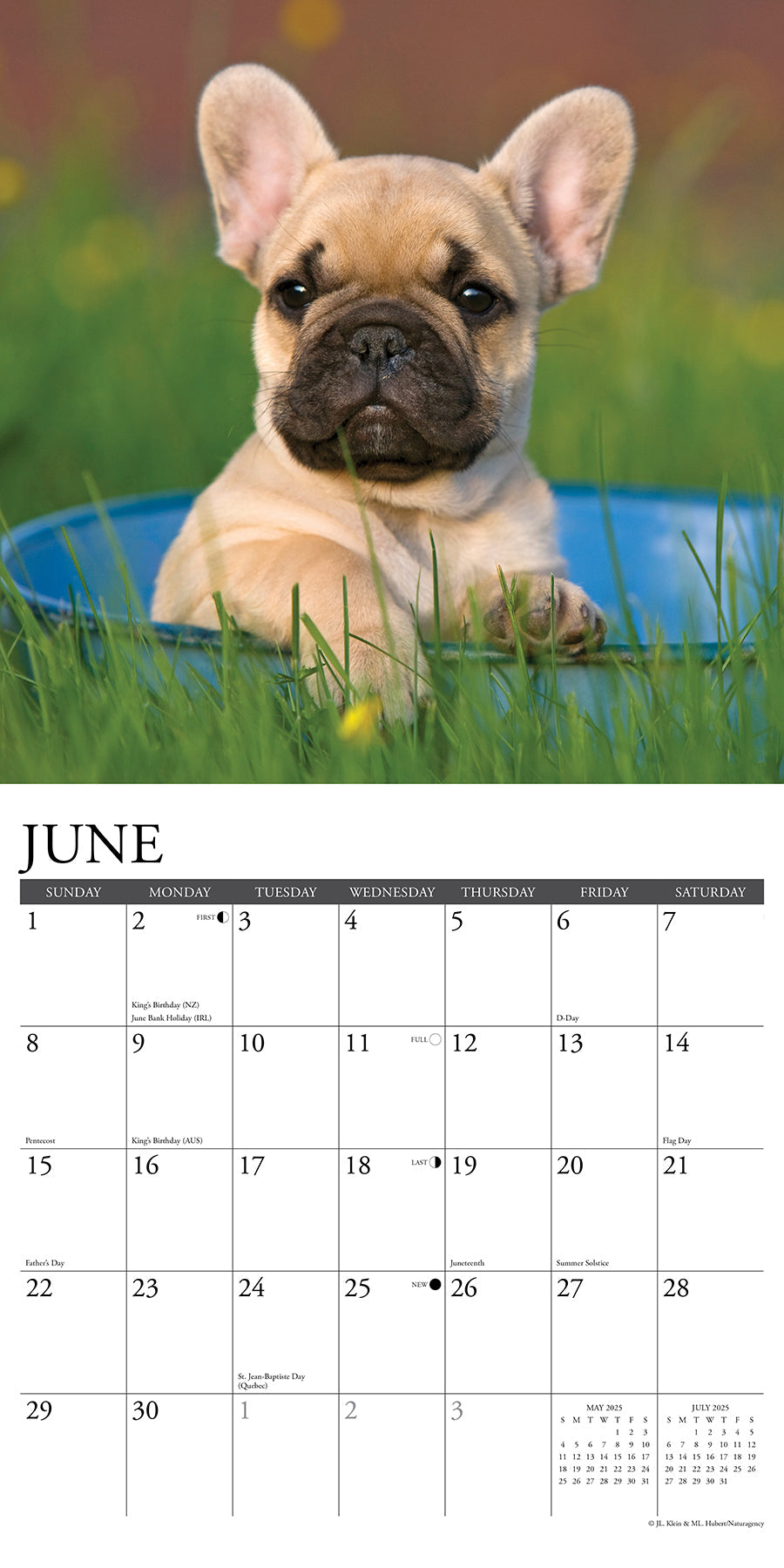 2025 French Bulldog Puppies - Square Wall Calendar