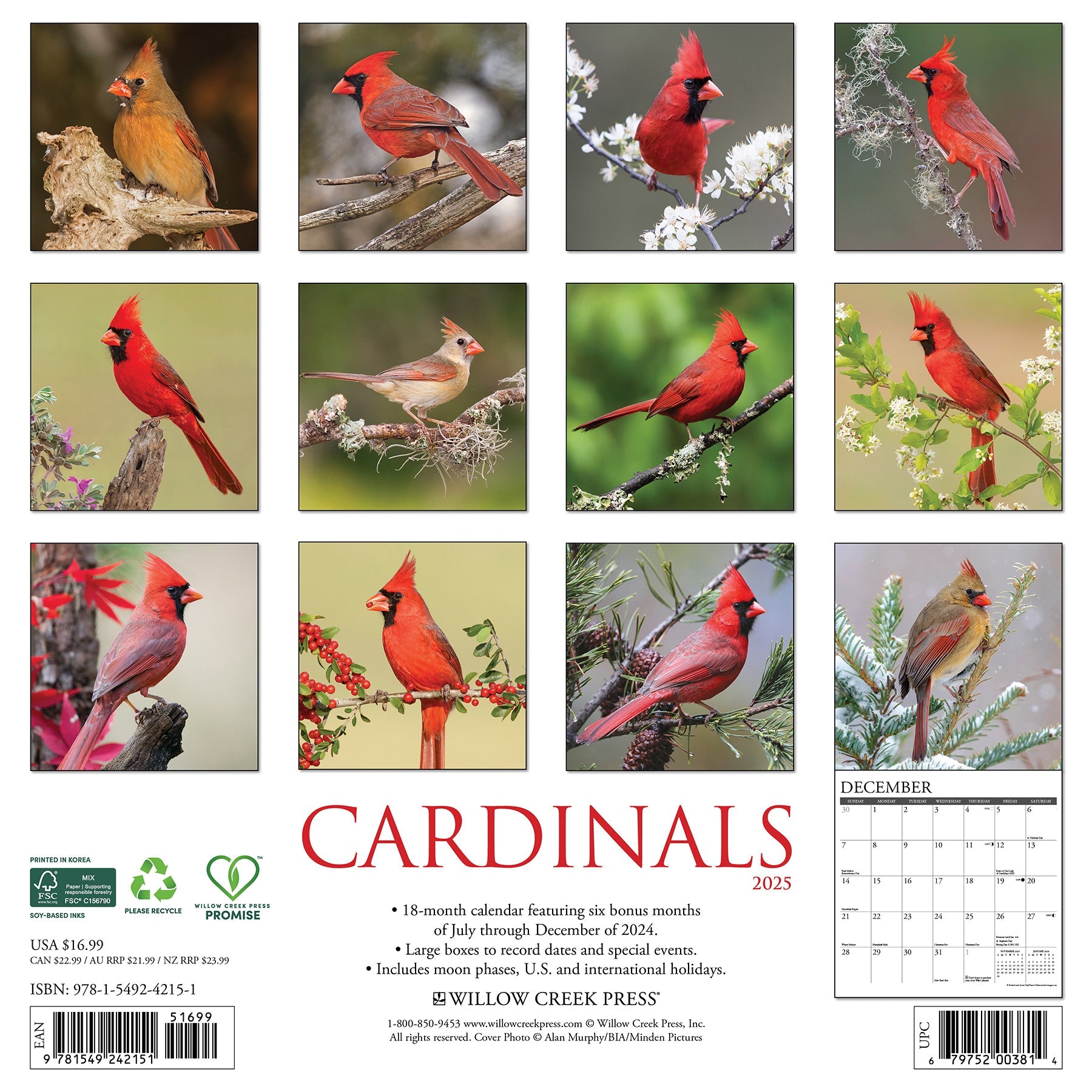 2025 Cardinals - Square Wall Calendar
