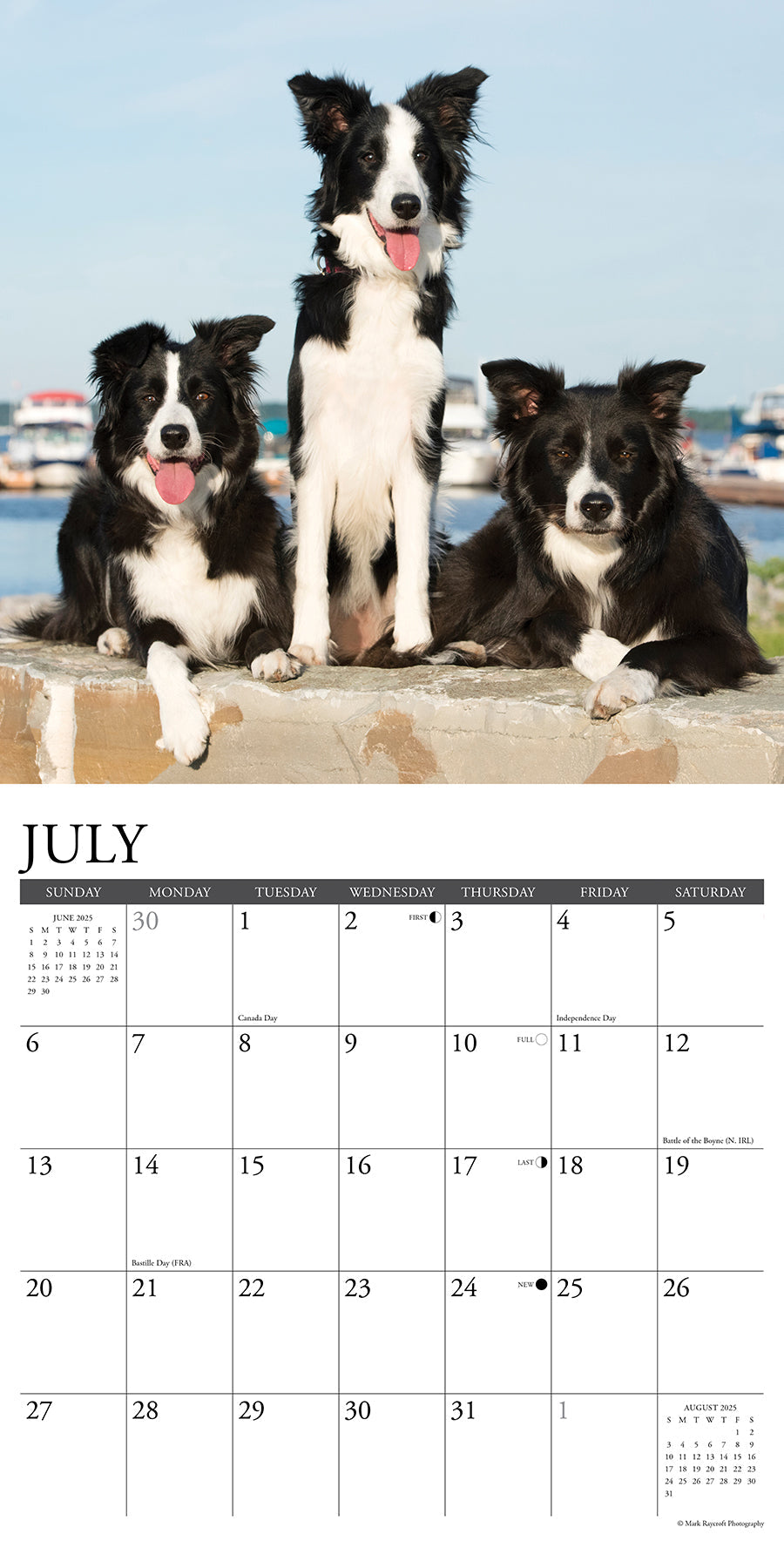 2025 Border Collies - Square Wall Calendar