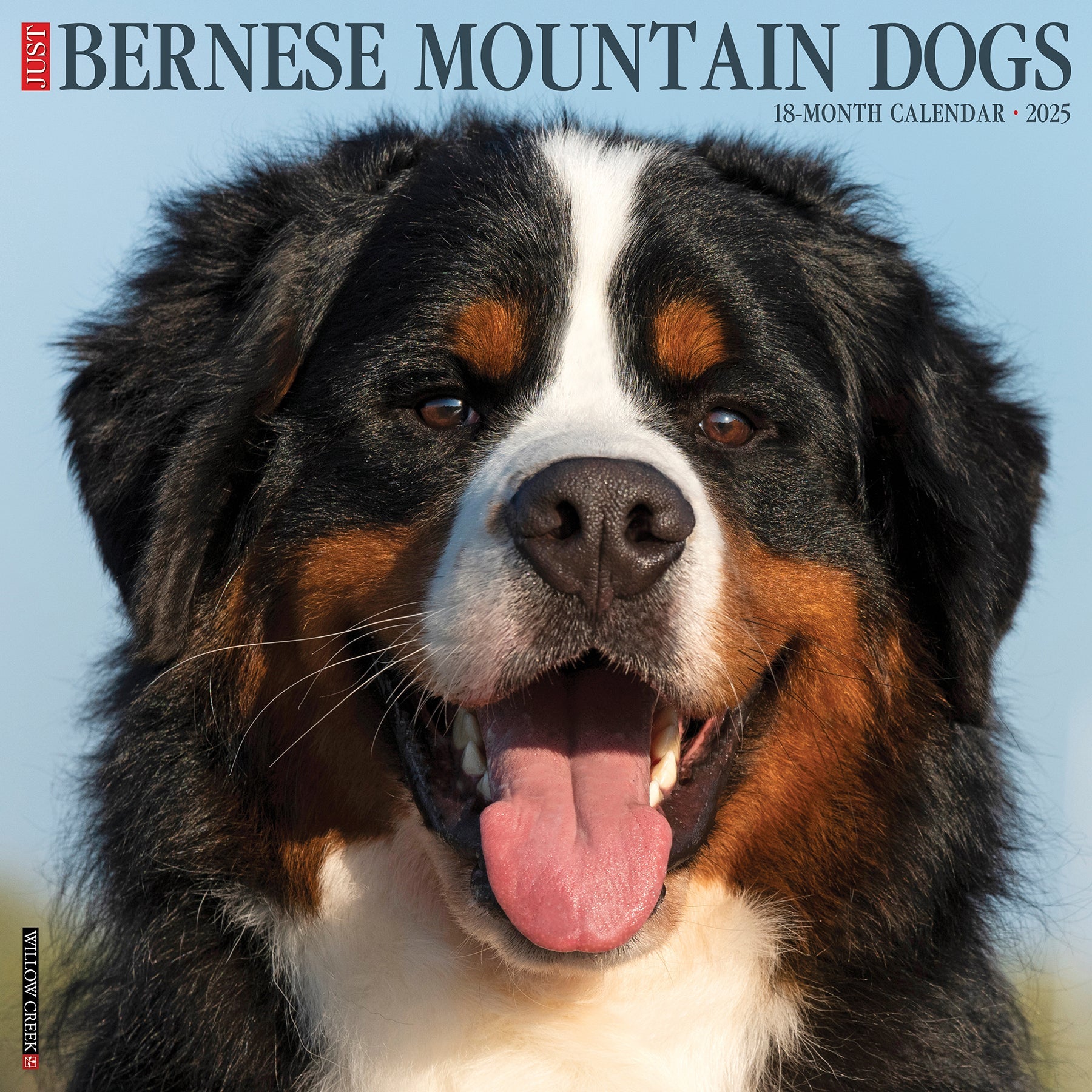 2025 Bernese Mountain Dogs - Square Wall Calendar