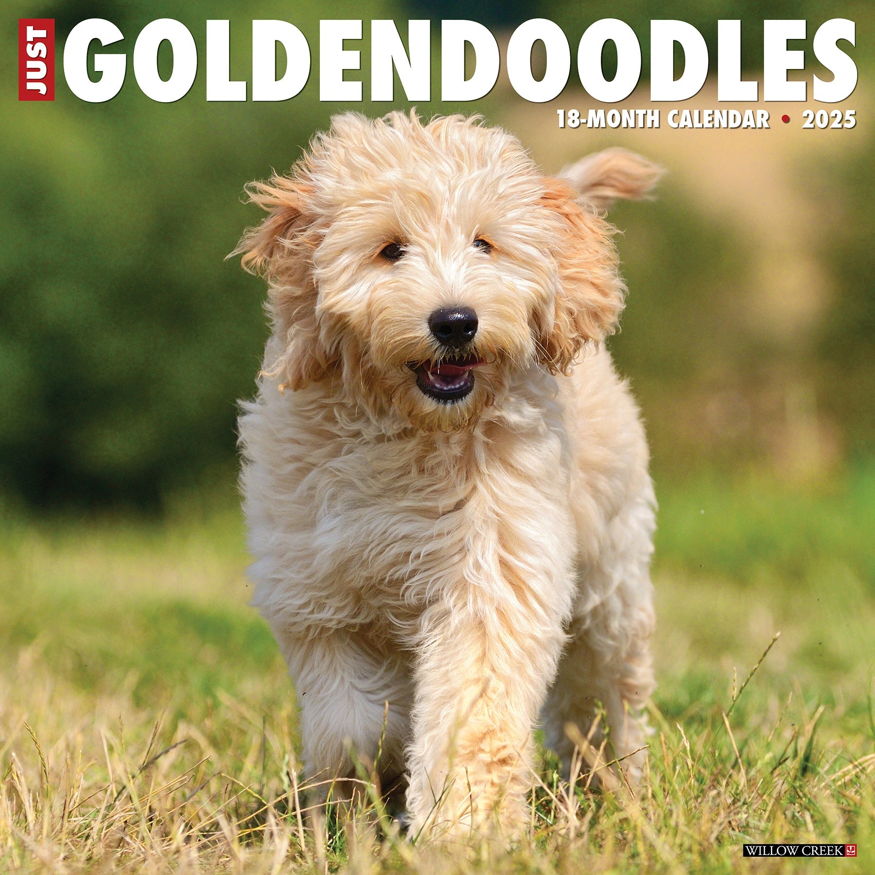 2025 Goldendoodles - Square Wall Calendar